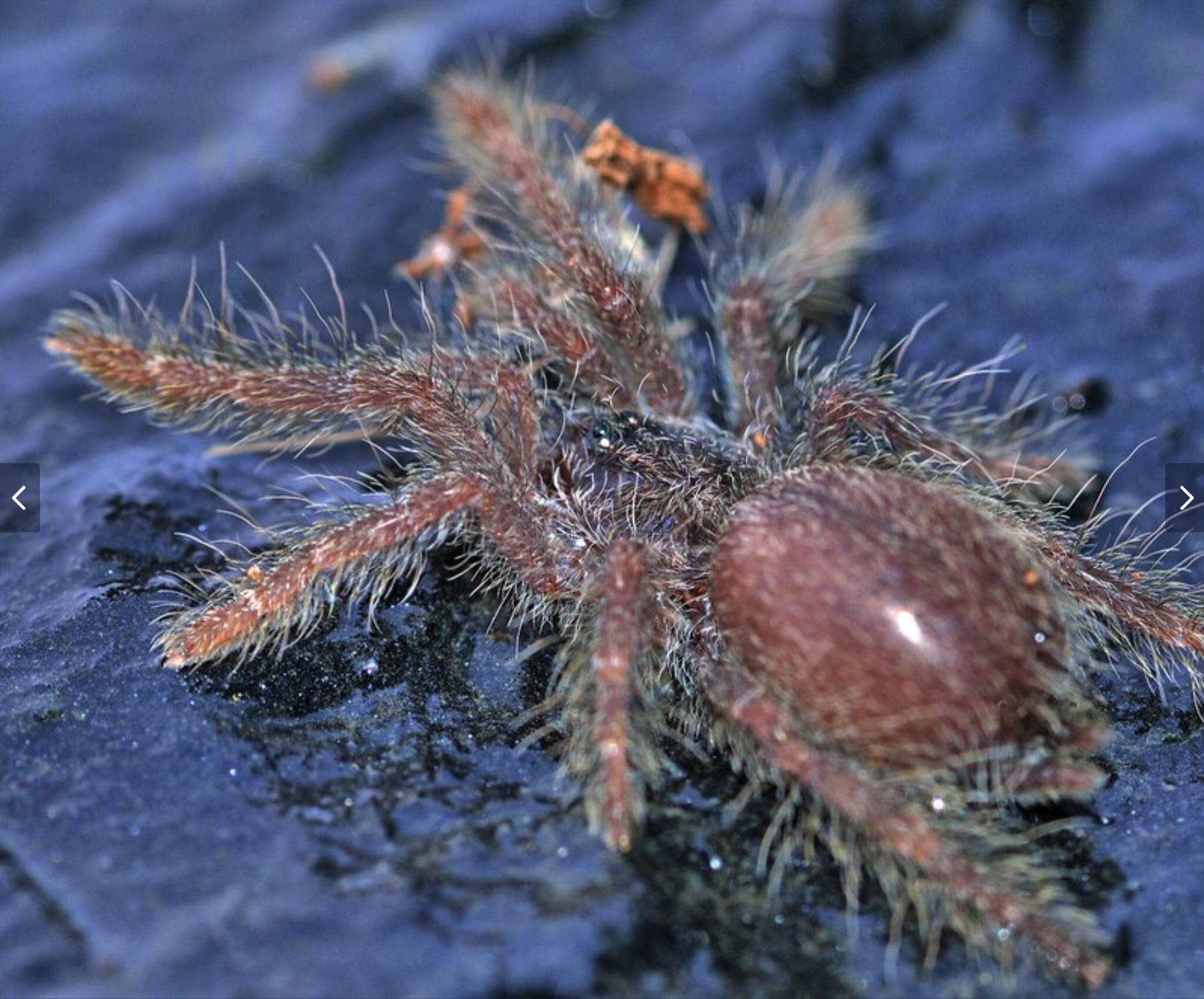 H. Maculata Sling: A Tiny Marvel at 0.5 Inches