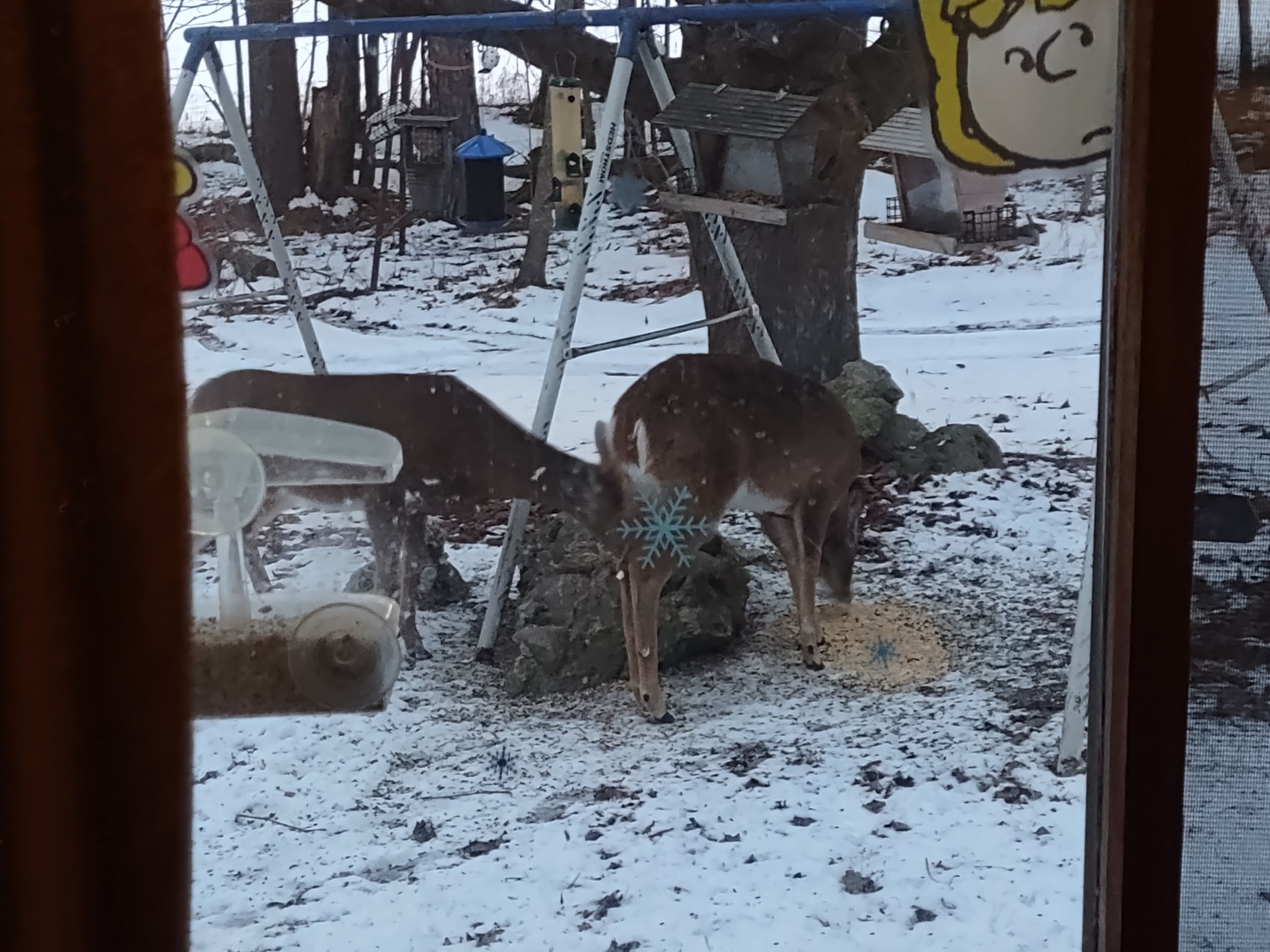 Two Enormous Birds Enjoying My Parents' Bird Feeders