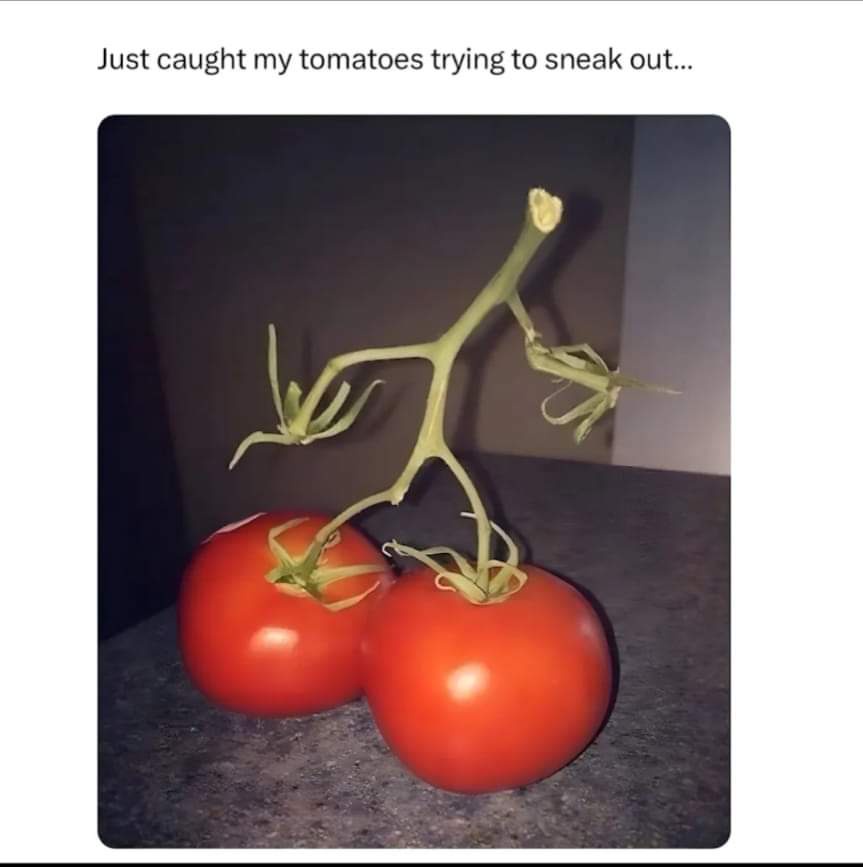 The humble tomato