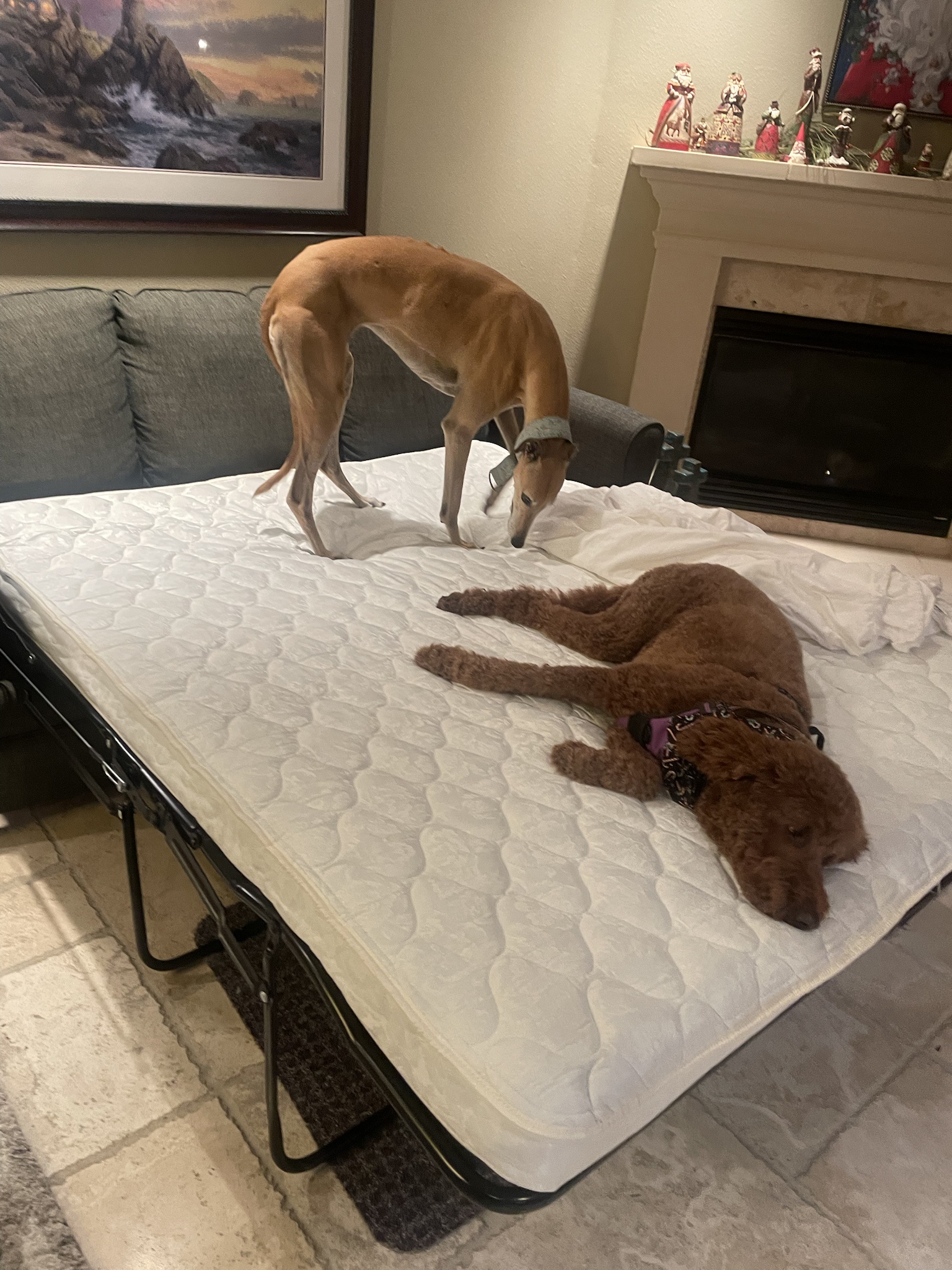 Intermission: Dogs lending a paw with the futon
