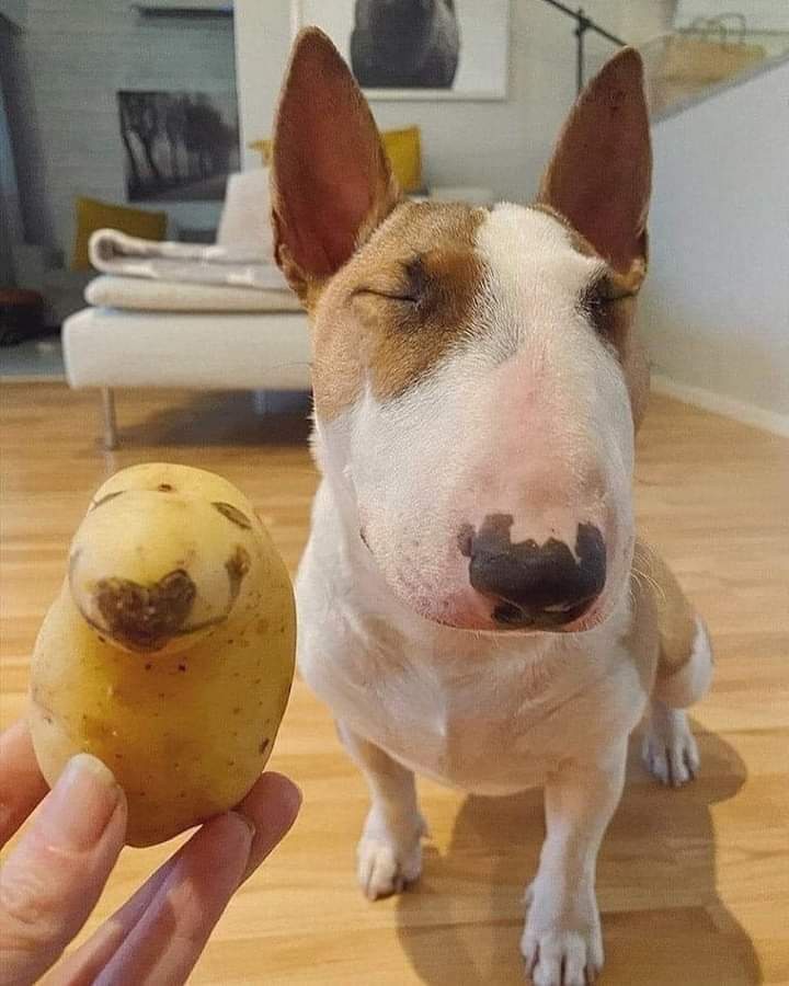 It's the Perfect Time for Adorable Dog Memes!