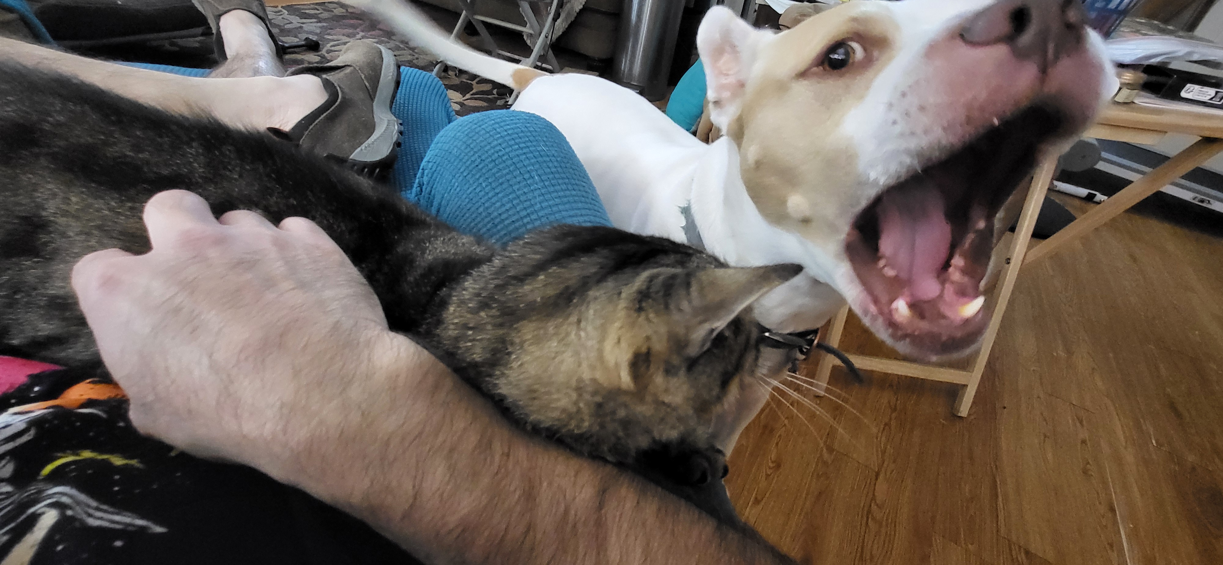 Dad, there's a cat snuggled up in your lap!