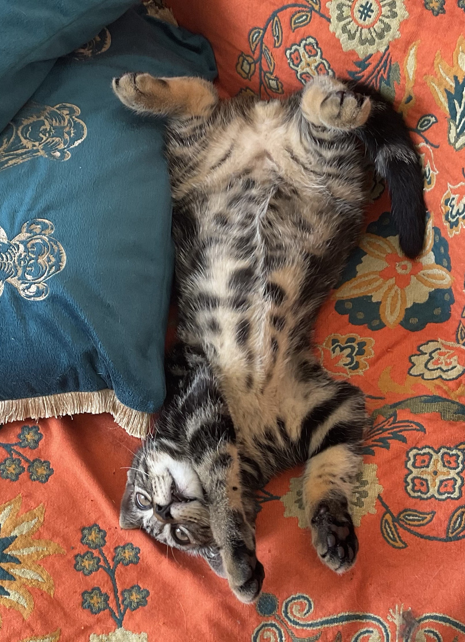 Burt's Belly: The Adorable Center of Attention