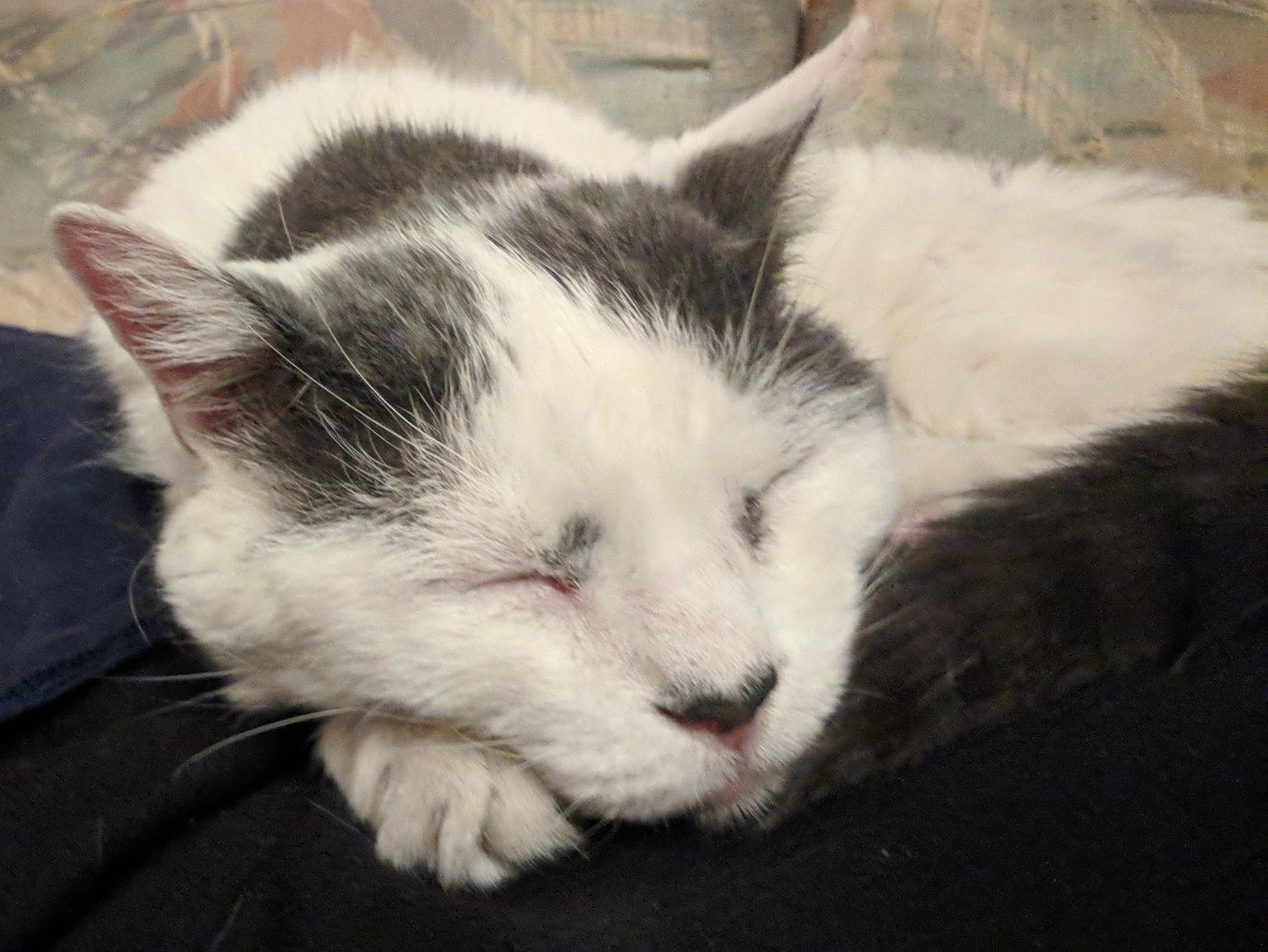 Help! I've Been Overwhelmed by Cuddle Kittens