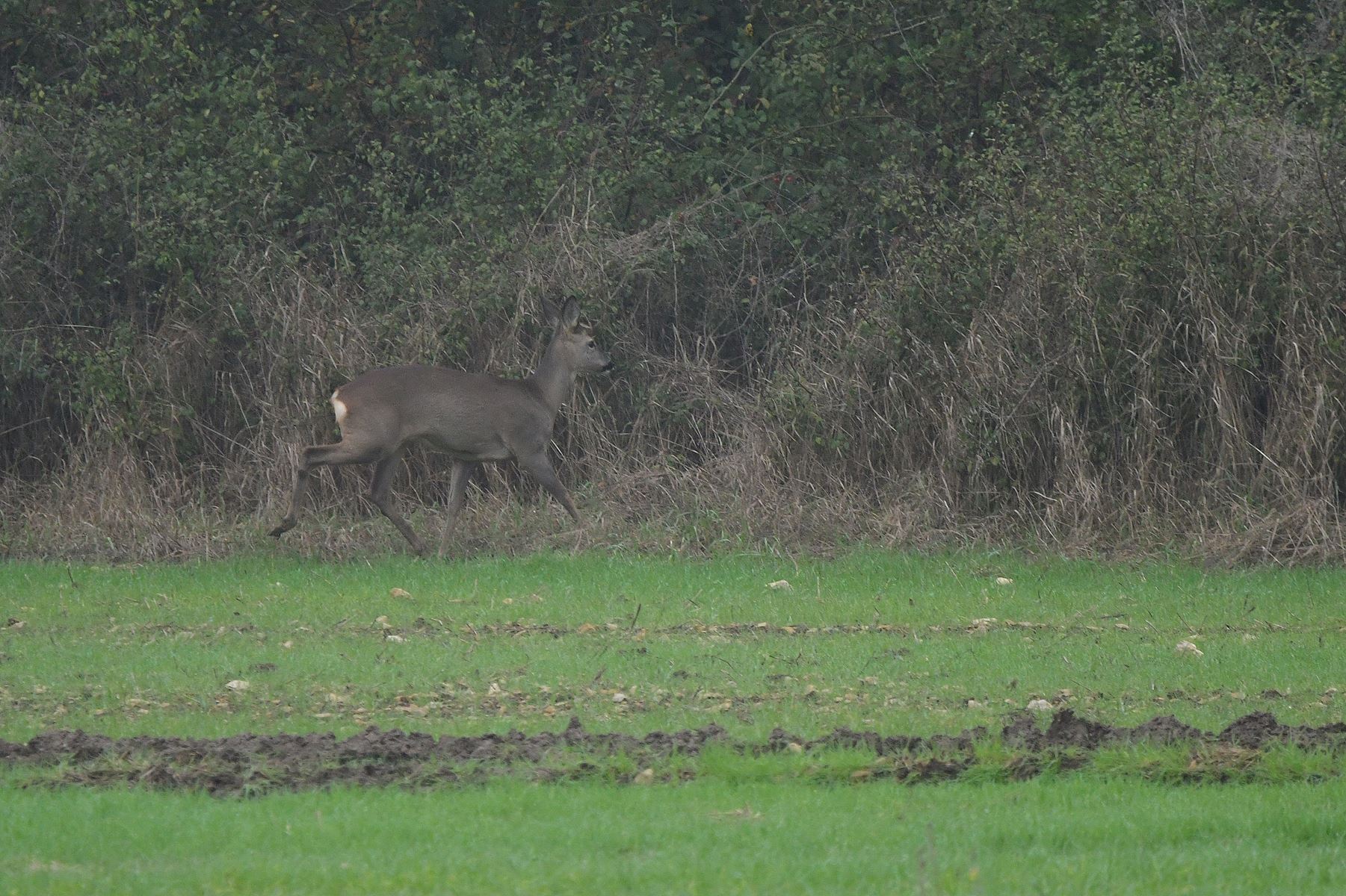 Discovering the charm of deer in Vienne, France on 11/24