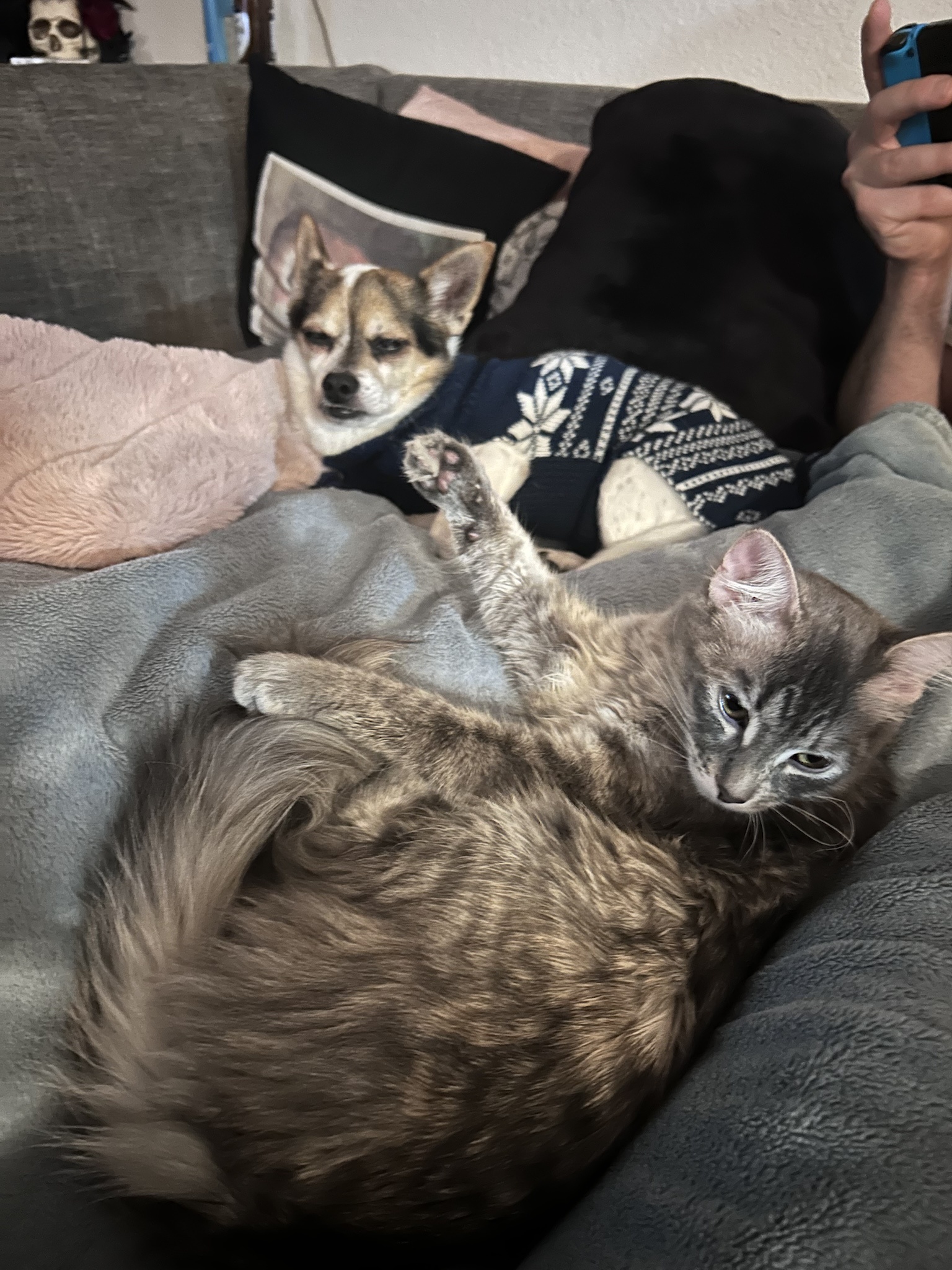 A Heartwarming Moment: Kitten and Grandpa