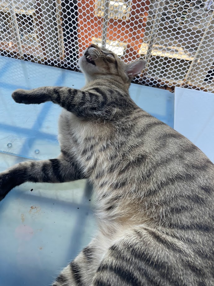 Another Day, Another Cat Adventure