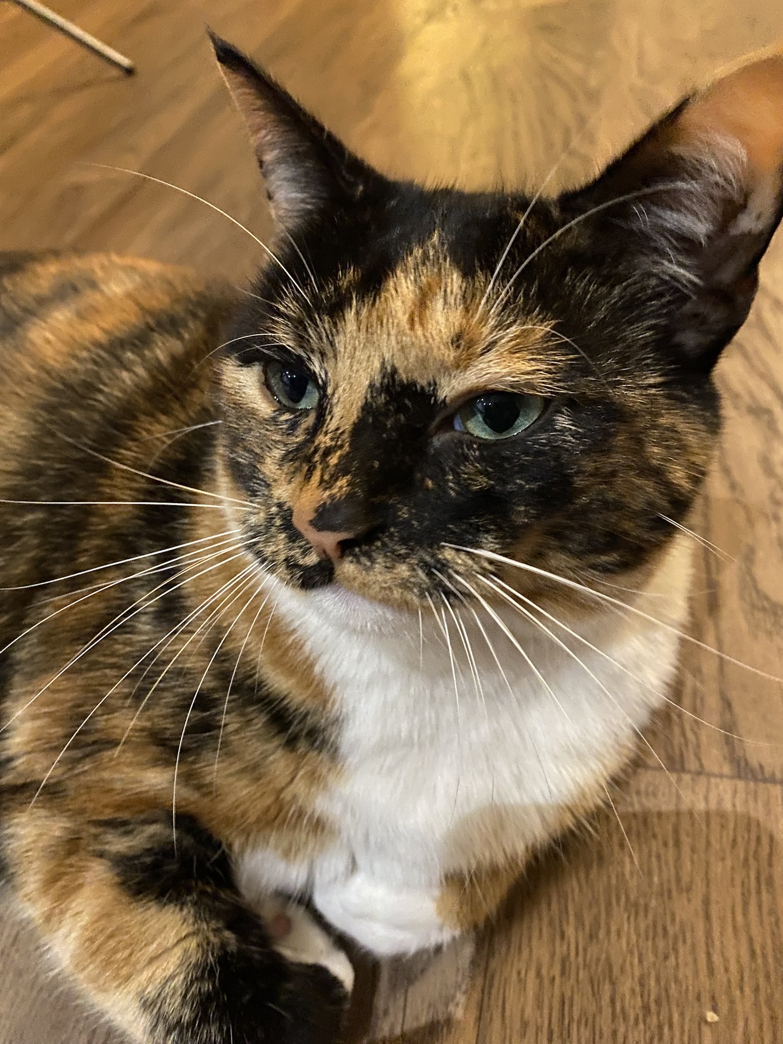 Crumble's Daily Snapshot: A Glimpse into Life