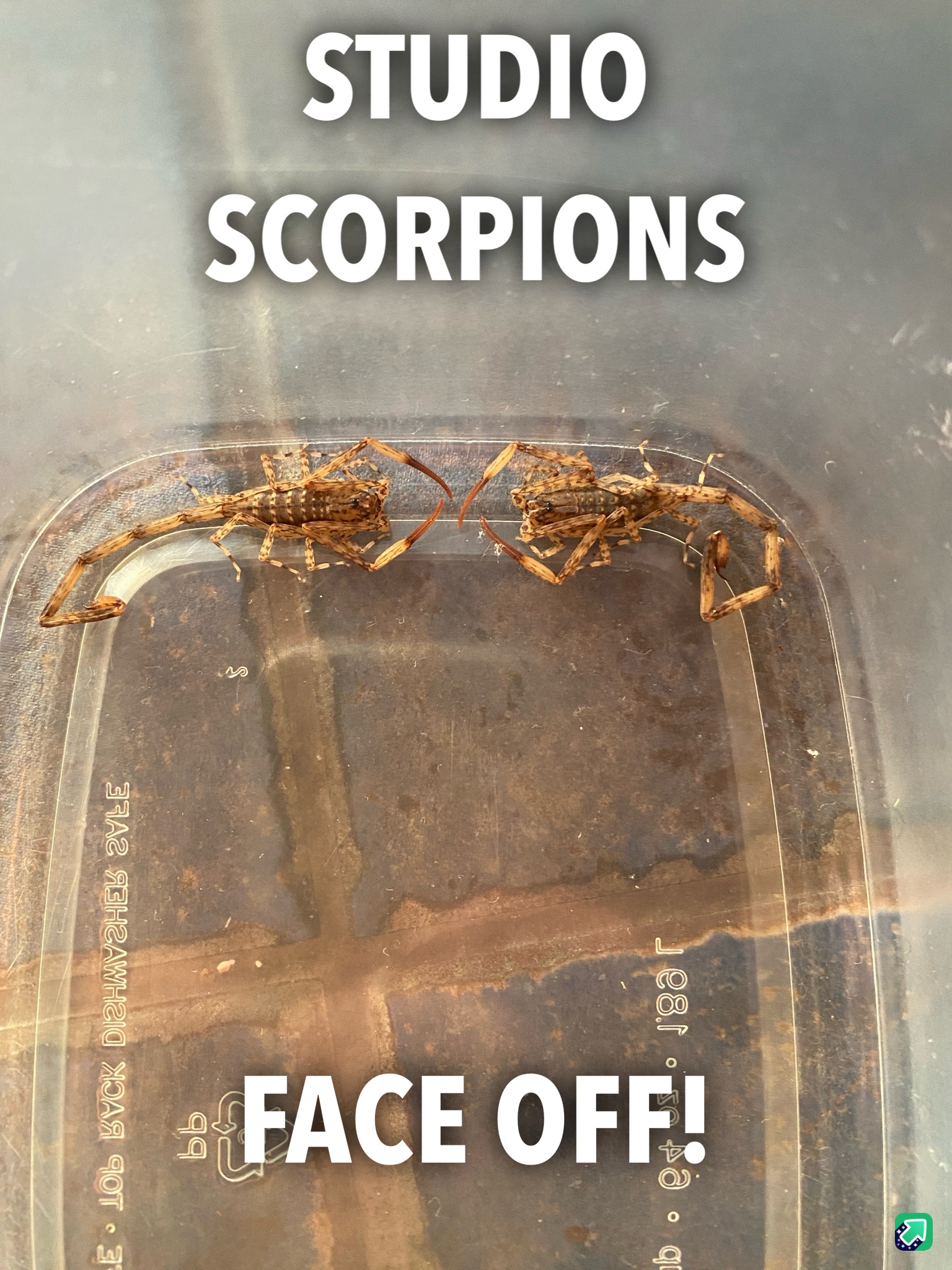 Discovered Two More Scorpions in My Studio!