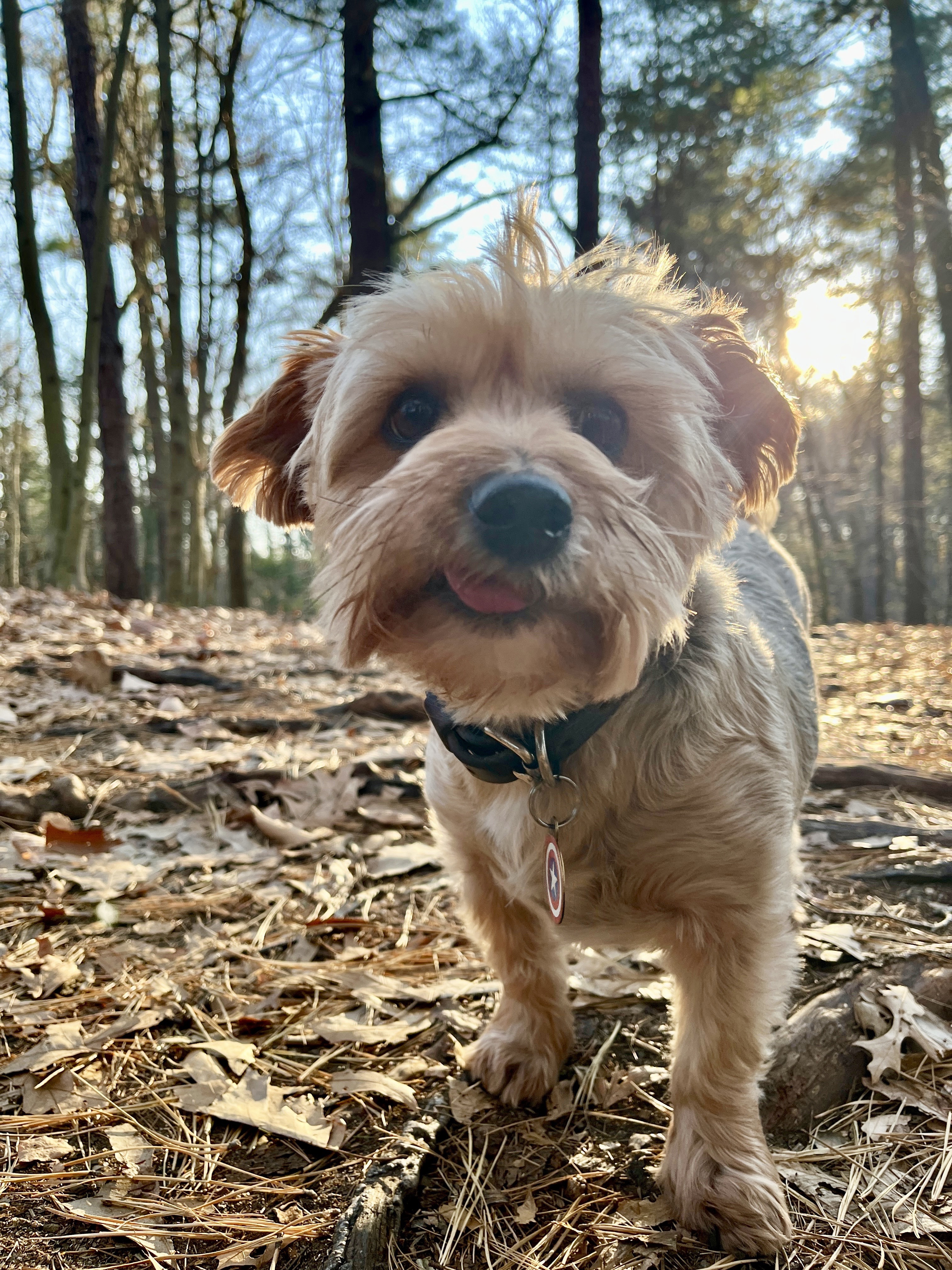 Ralphie Enjoying a Leisurely Walk