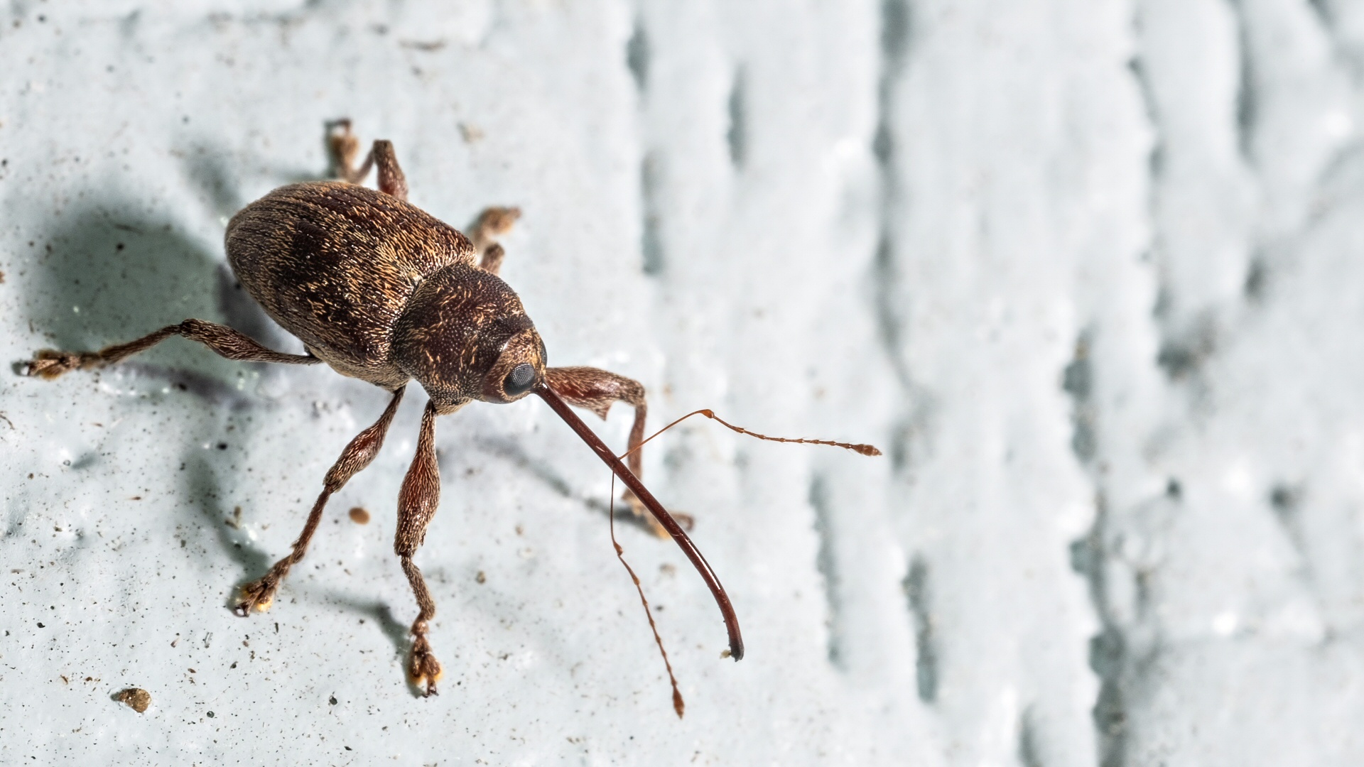 Celebrating Weevil Wednesday: A Happy Little Tradition
