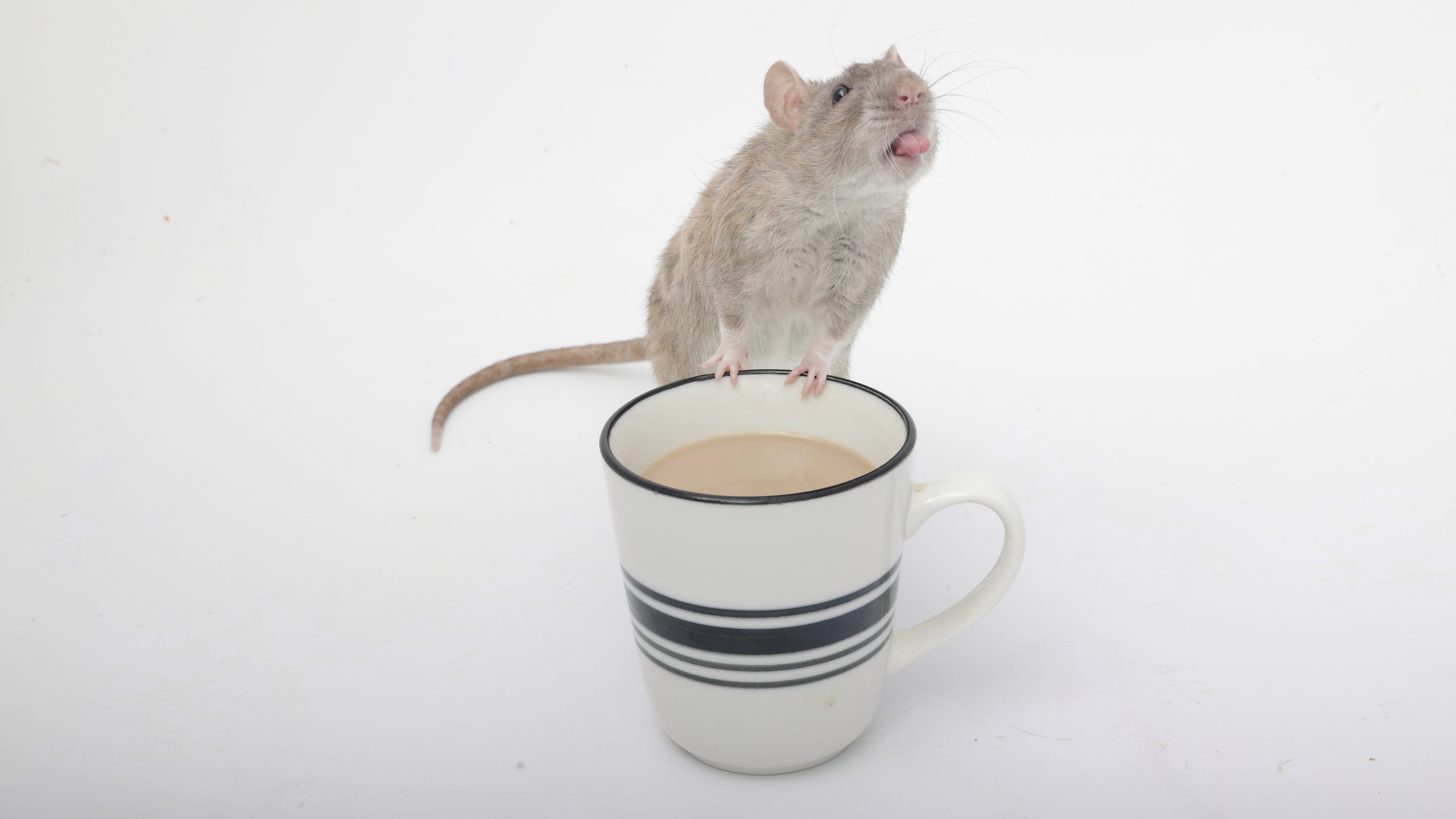 Meet Coffee the Rat: Posing with His Favorite Brew!