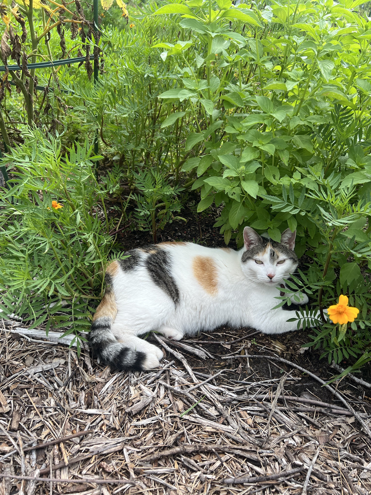 O'Reilly is the most charming feline you'll ever meet!