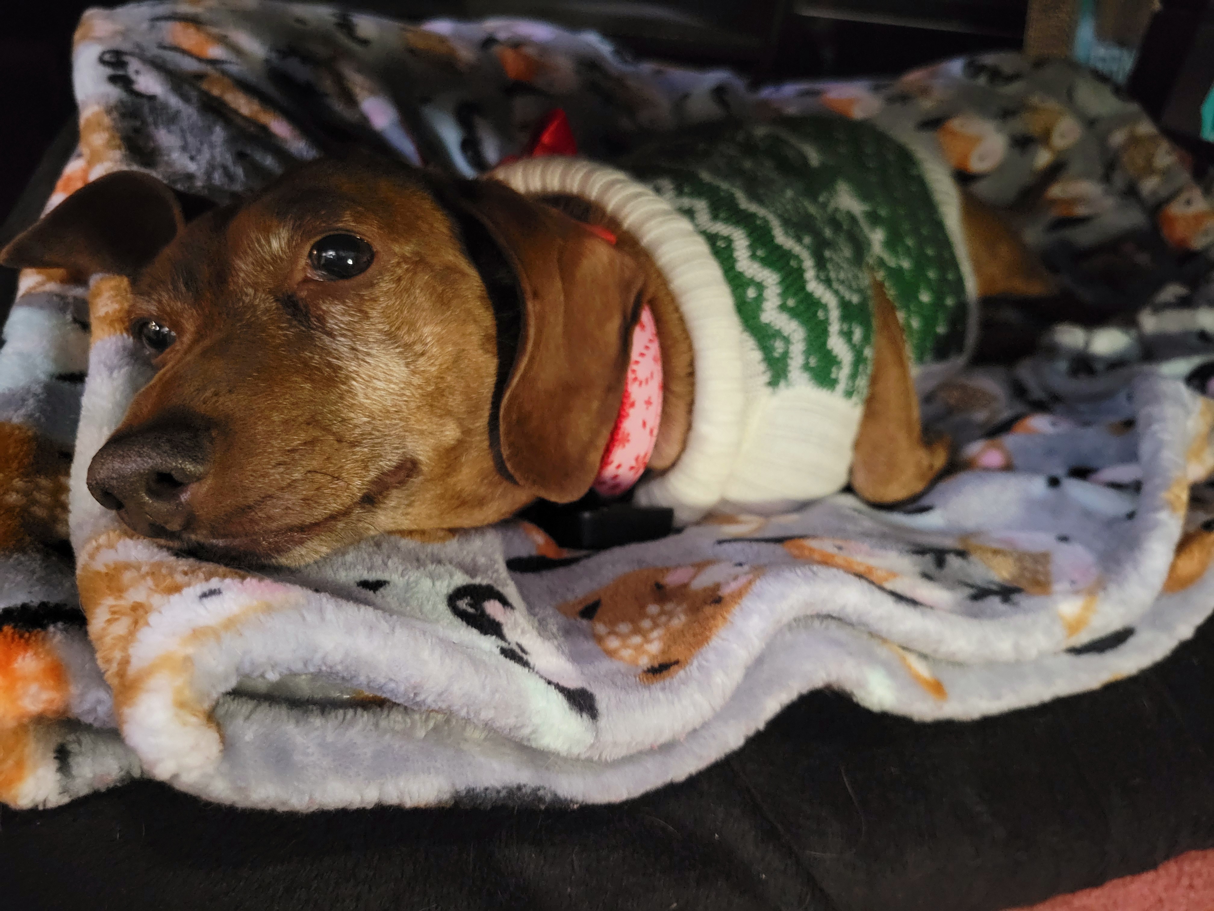 Meet My Adorable Pup, Tiger Lilly #722
