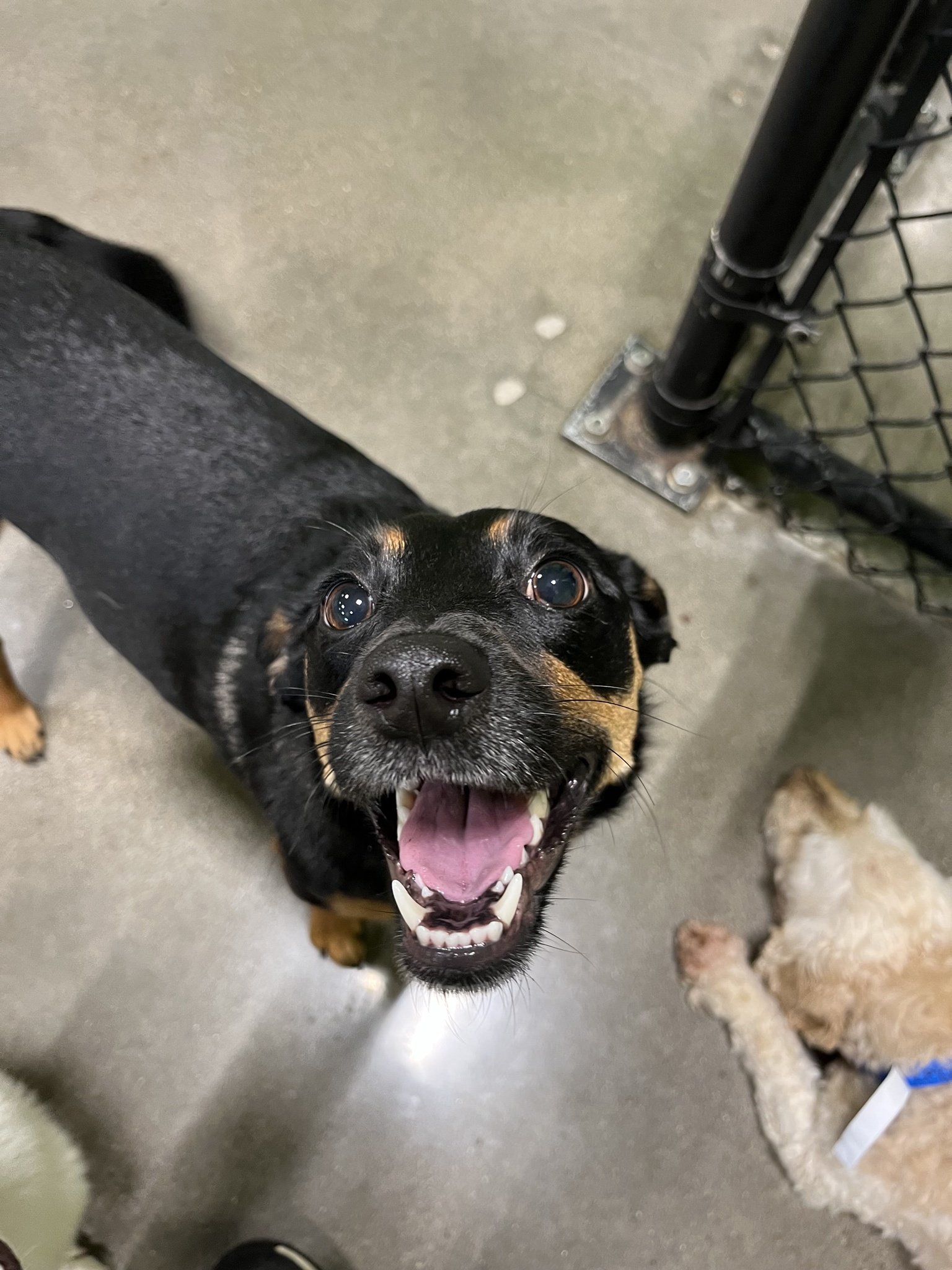 Meet My Silly Dog: The Goofball of the House