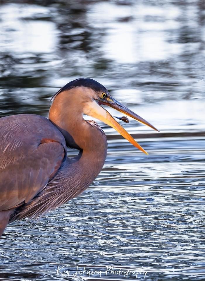 A Majestic Heron in Its Natural Habitat