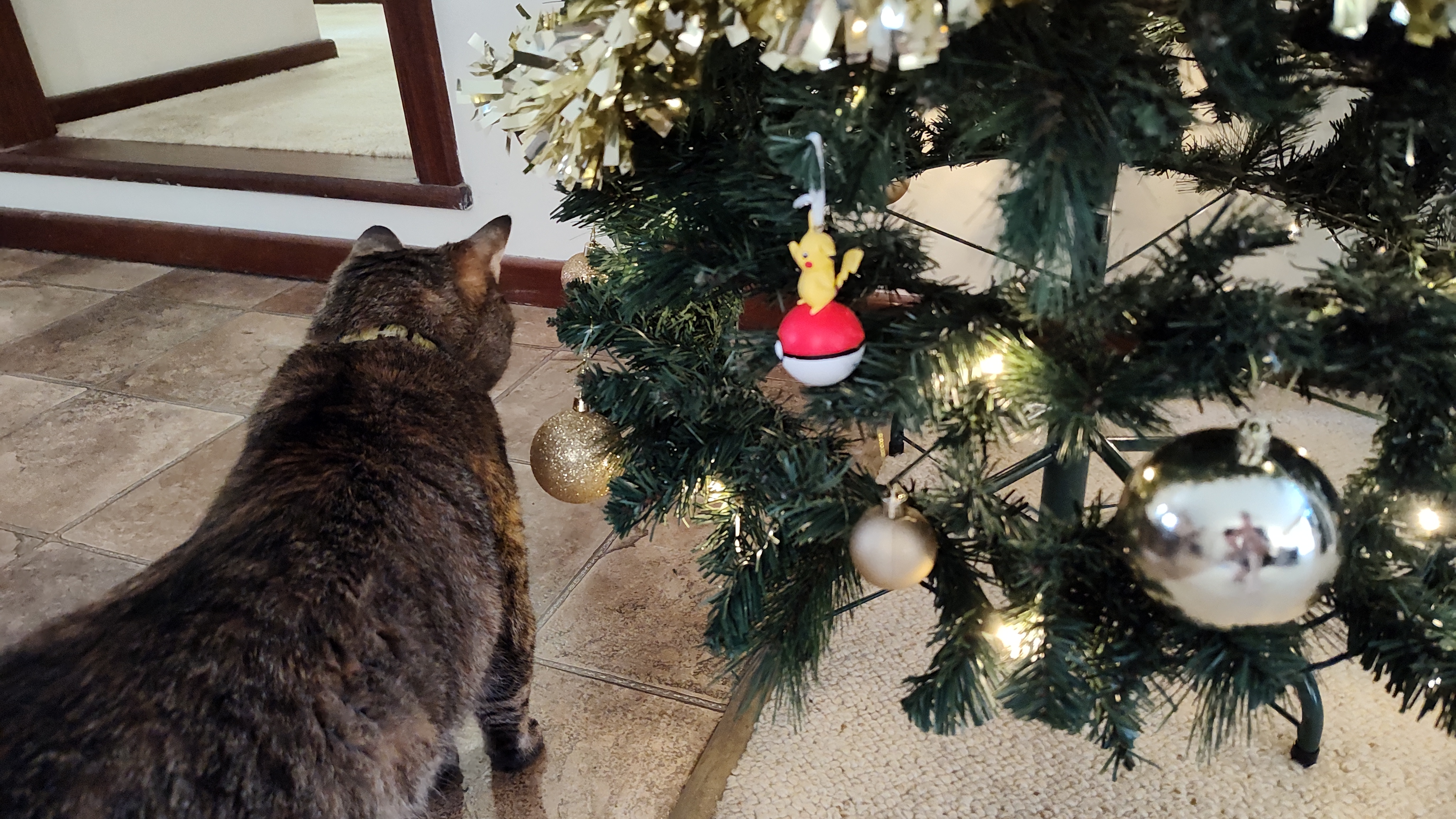 Wishing you a purr-fectly Meowy Catmas!