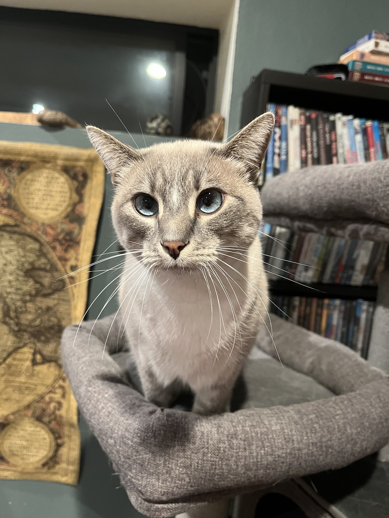 Daily Cat Chronicles: Meet Ivy on Day 351