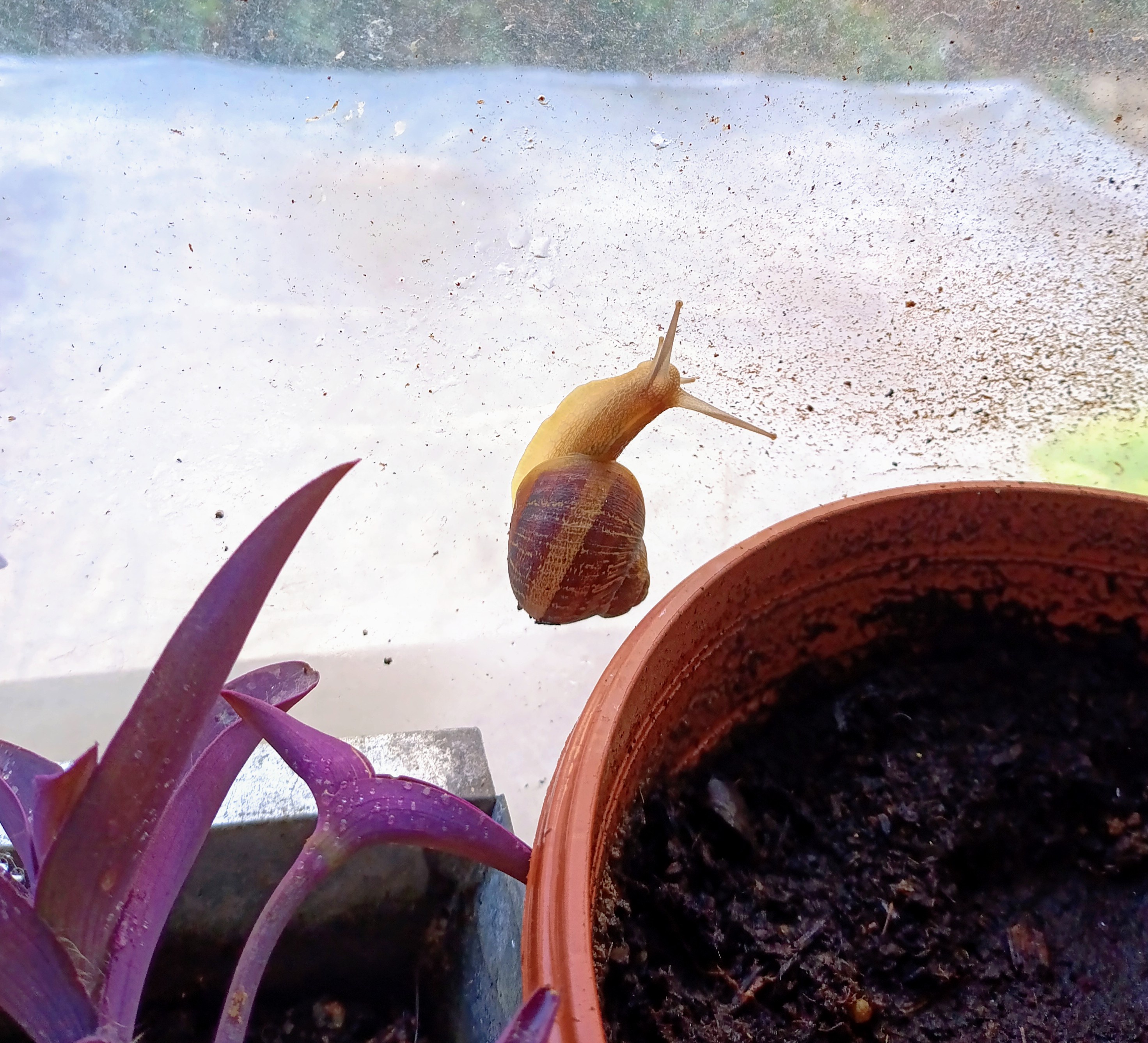 Saturday Snail: Slow and Steady Wins the Day
