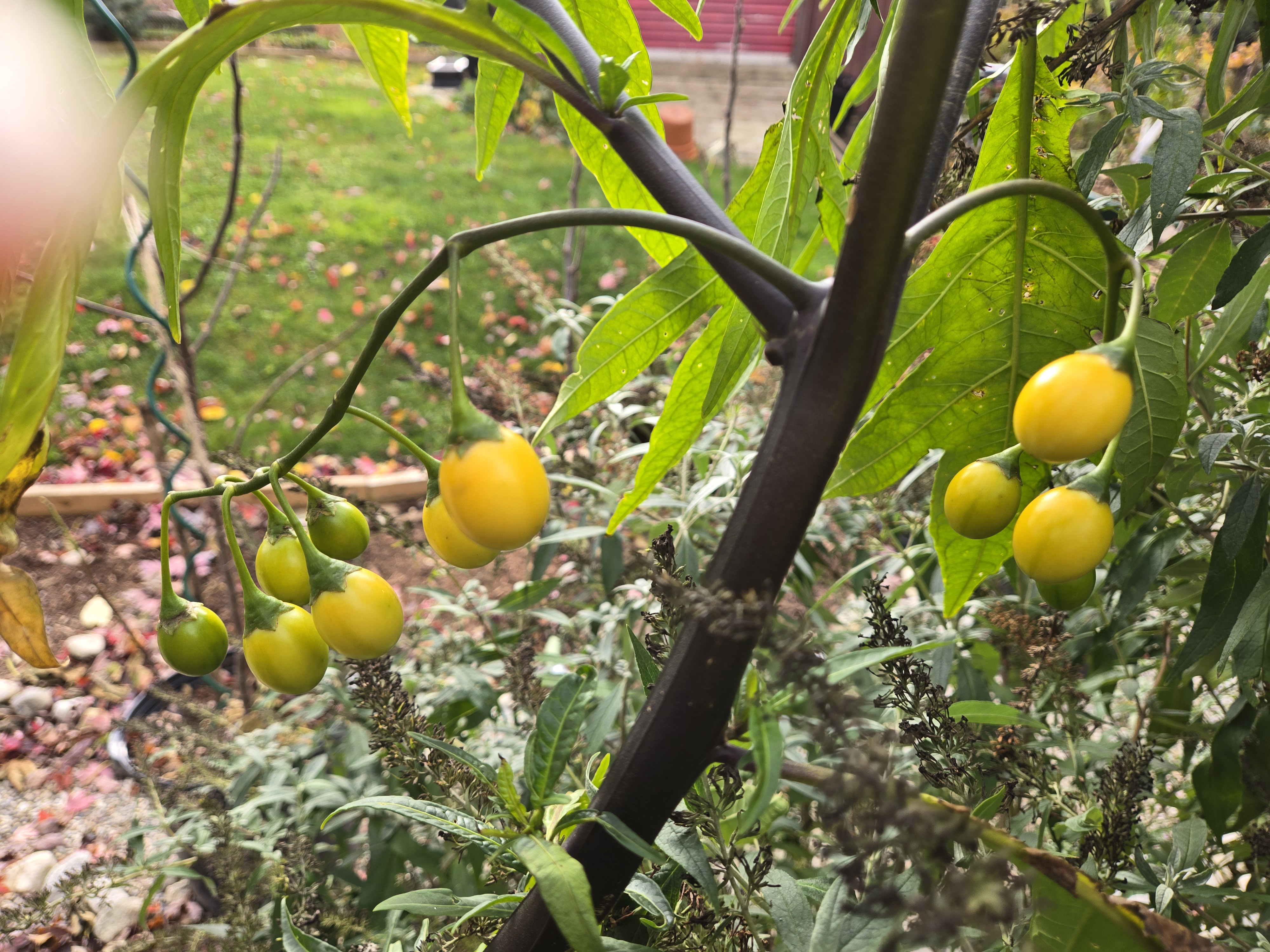 The intriguing kangaroo apple.