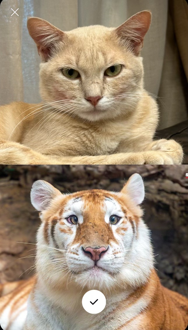 The Friendly Tiger vs. My Cat's Curious Stare