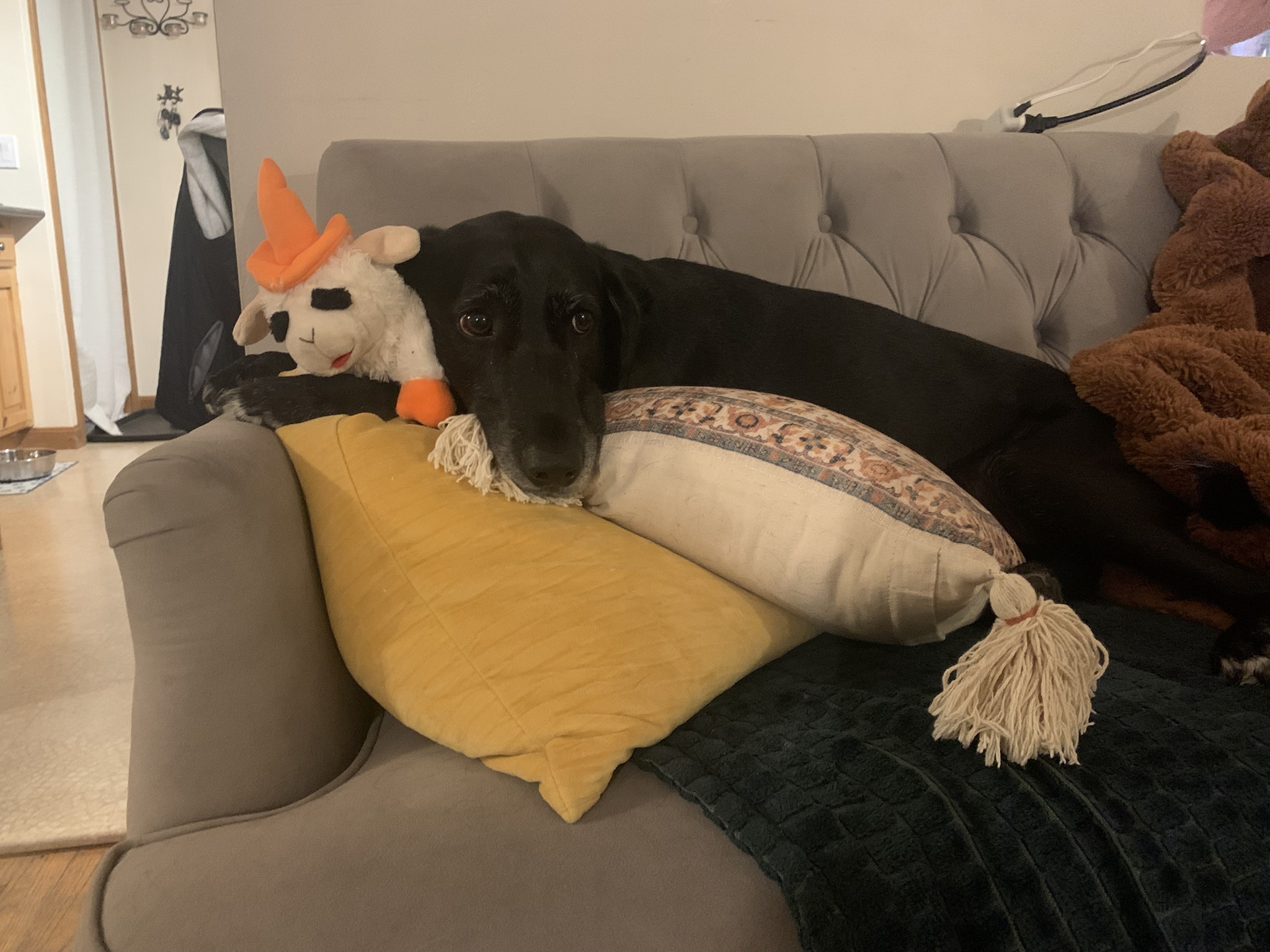 Some Days Call for Cozy Snuggles with Your Lambchop