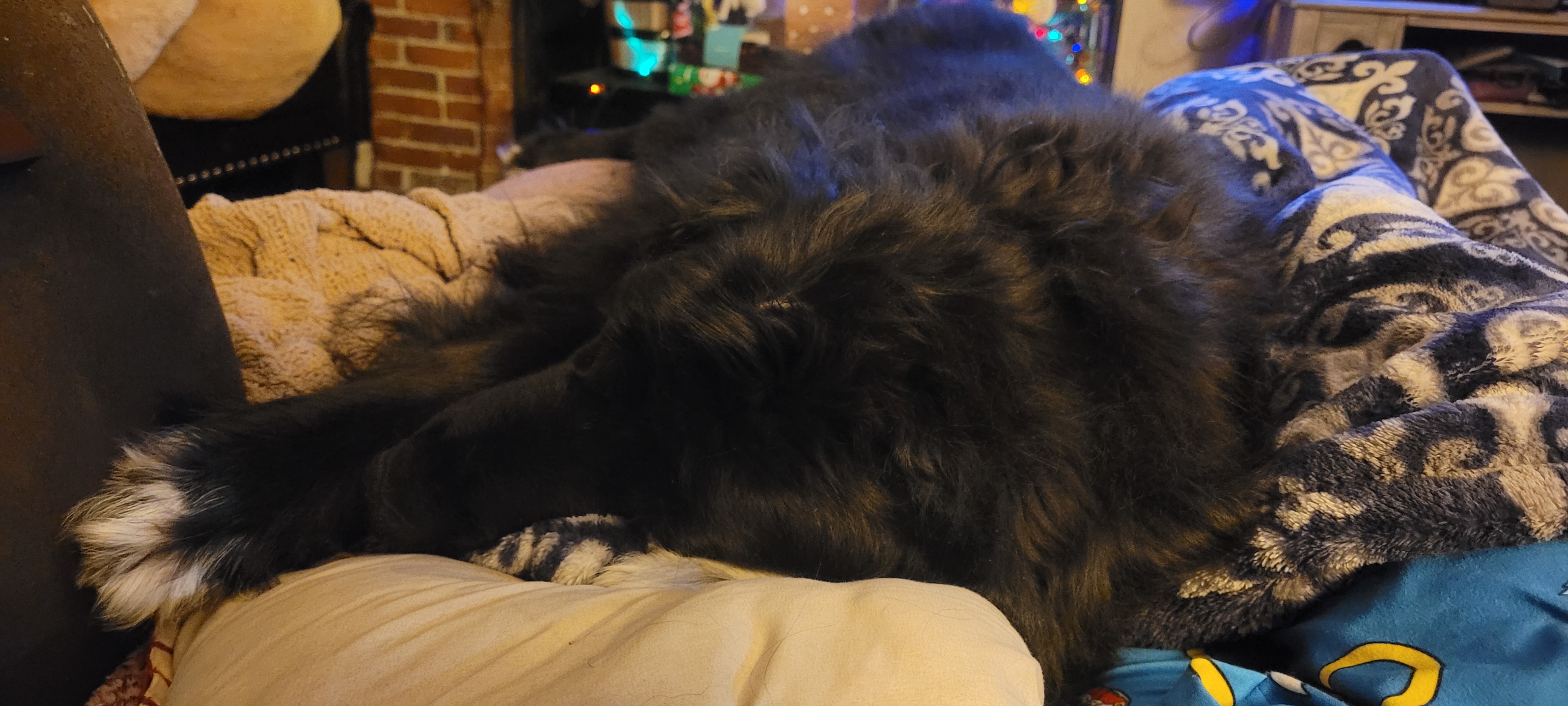 Cuddly 120lb Black Beauty: A NSFW Delight