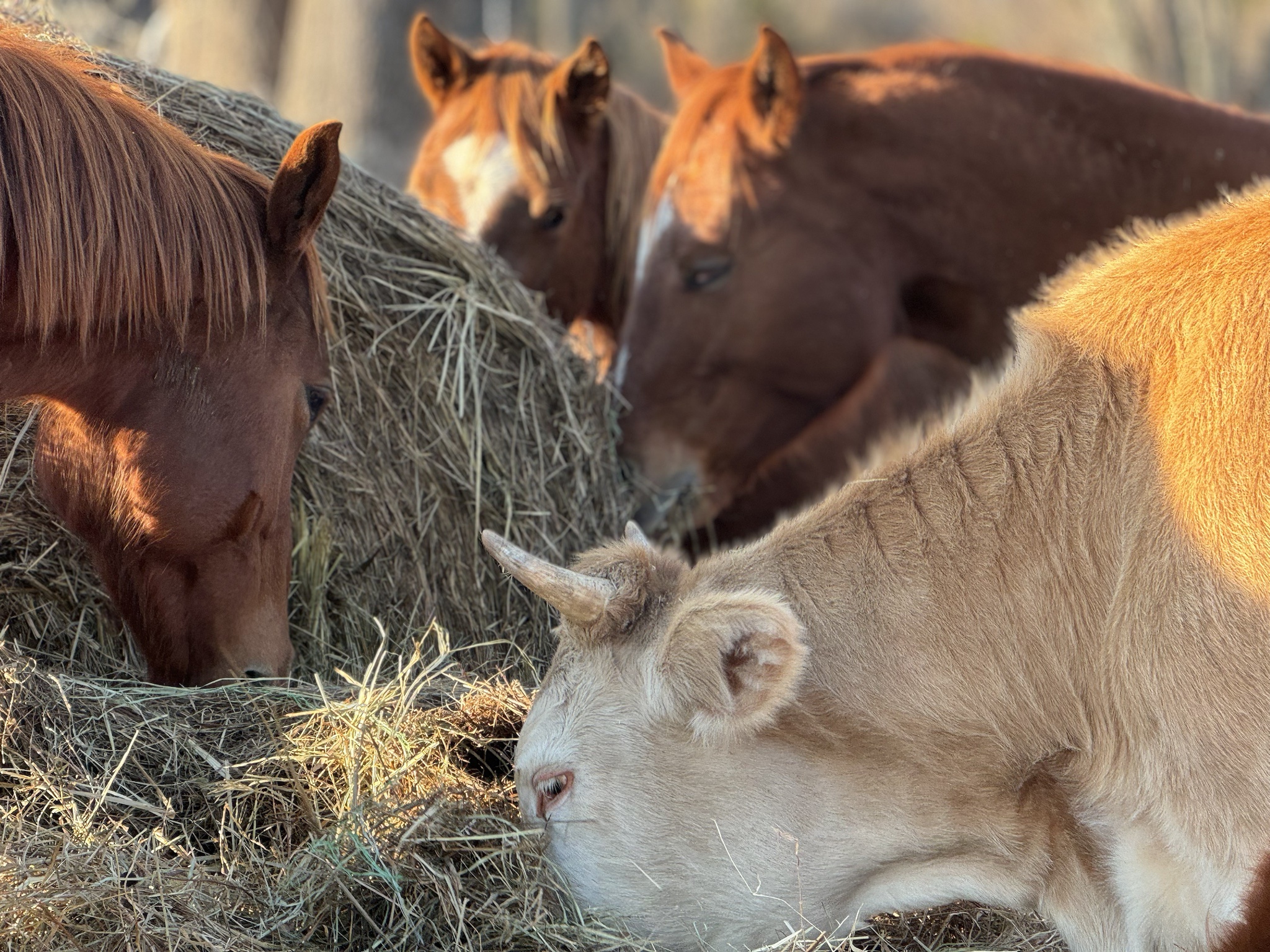 A Charming Wednesday at the Farm