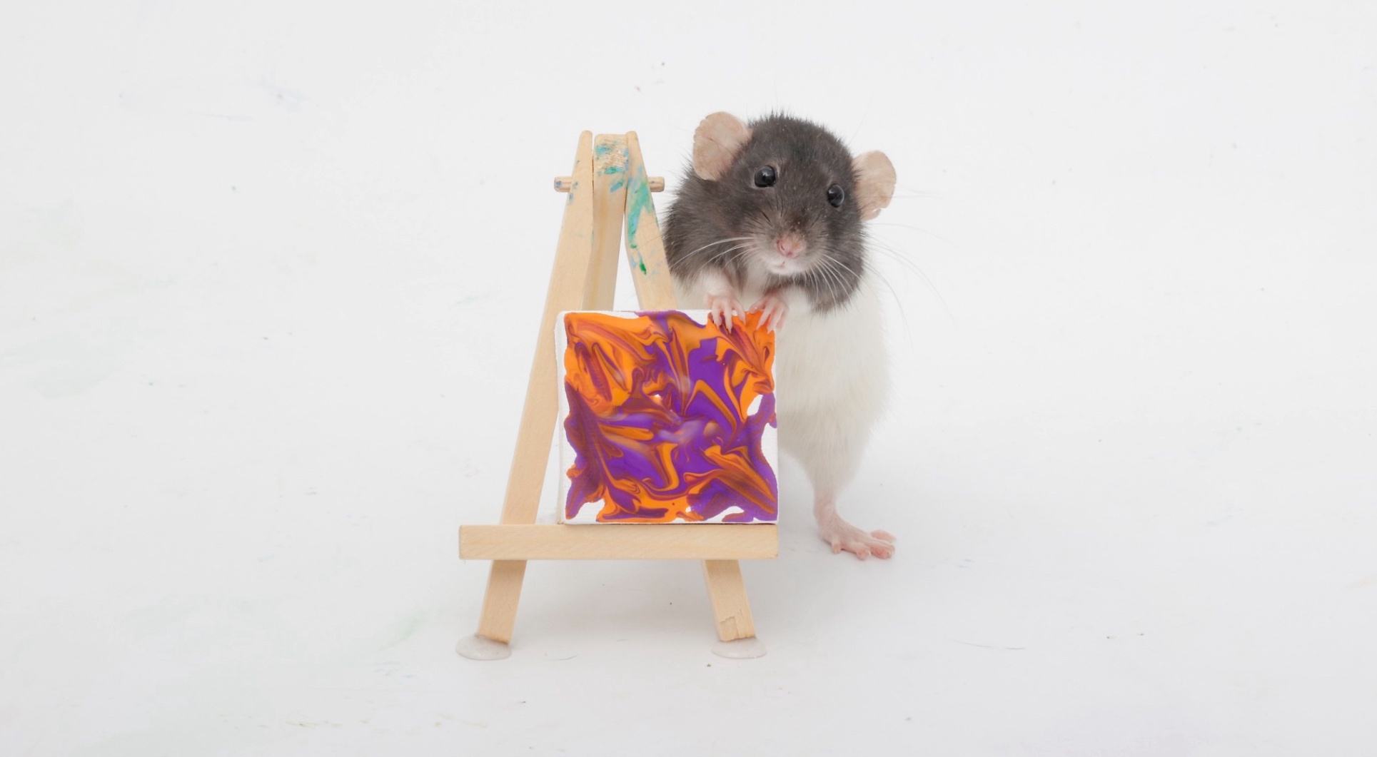 My Adorable Pet Rats and Their Tiny Paw Paintings from This Week!