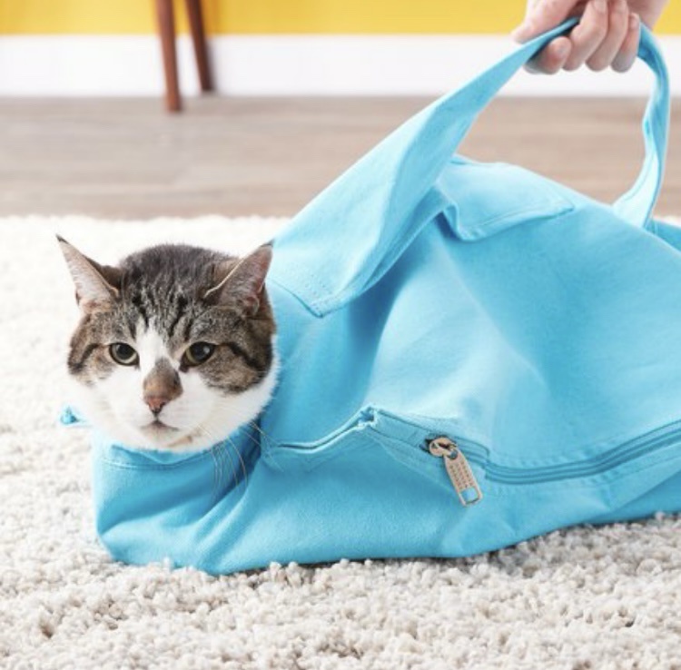Sneaky Cats Stashed Away in a Bag
