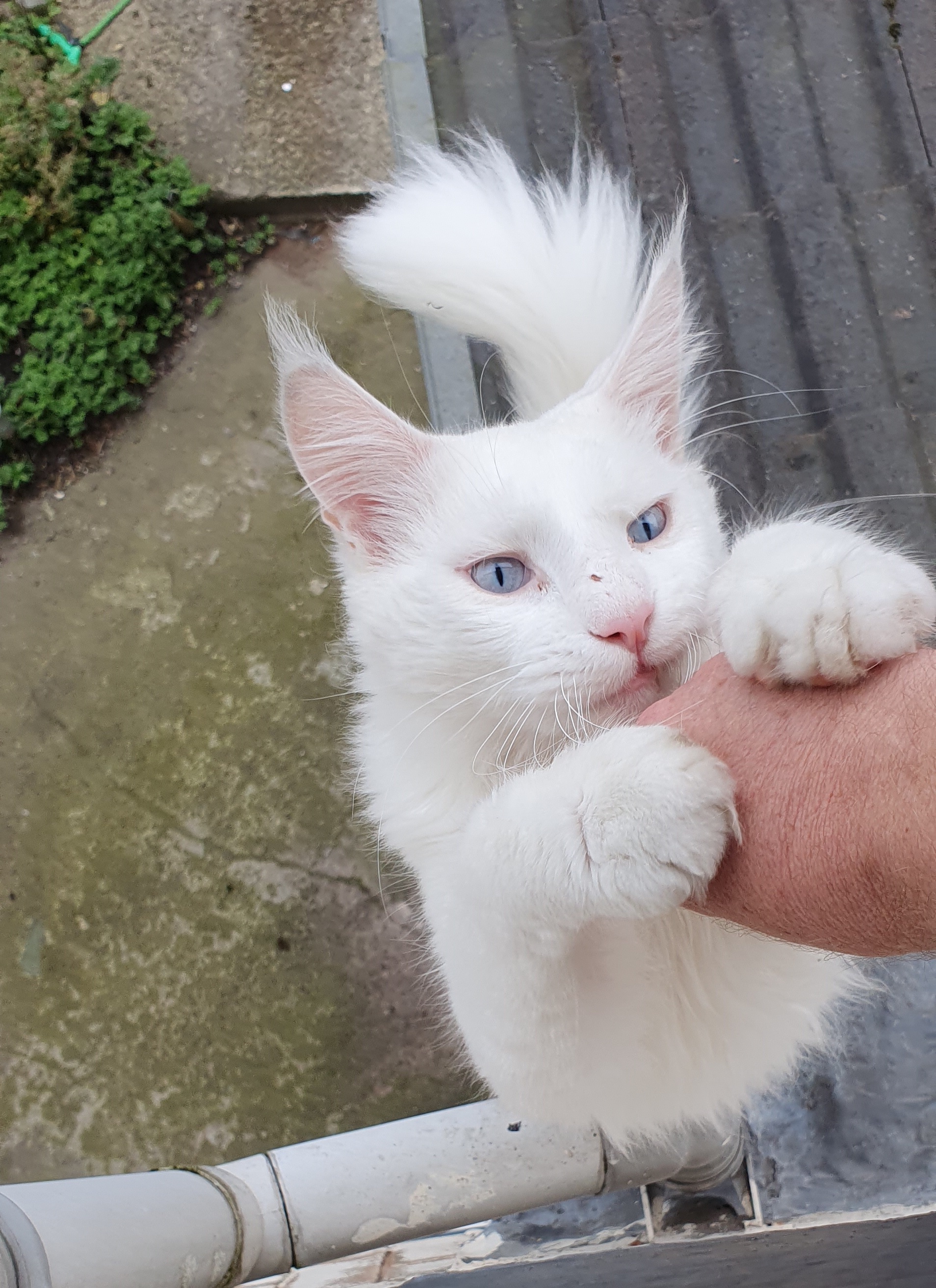 A Heartwarming Paw Hug Moment