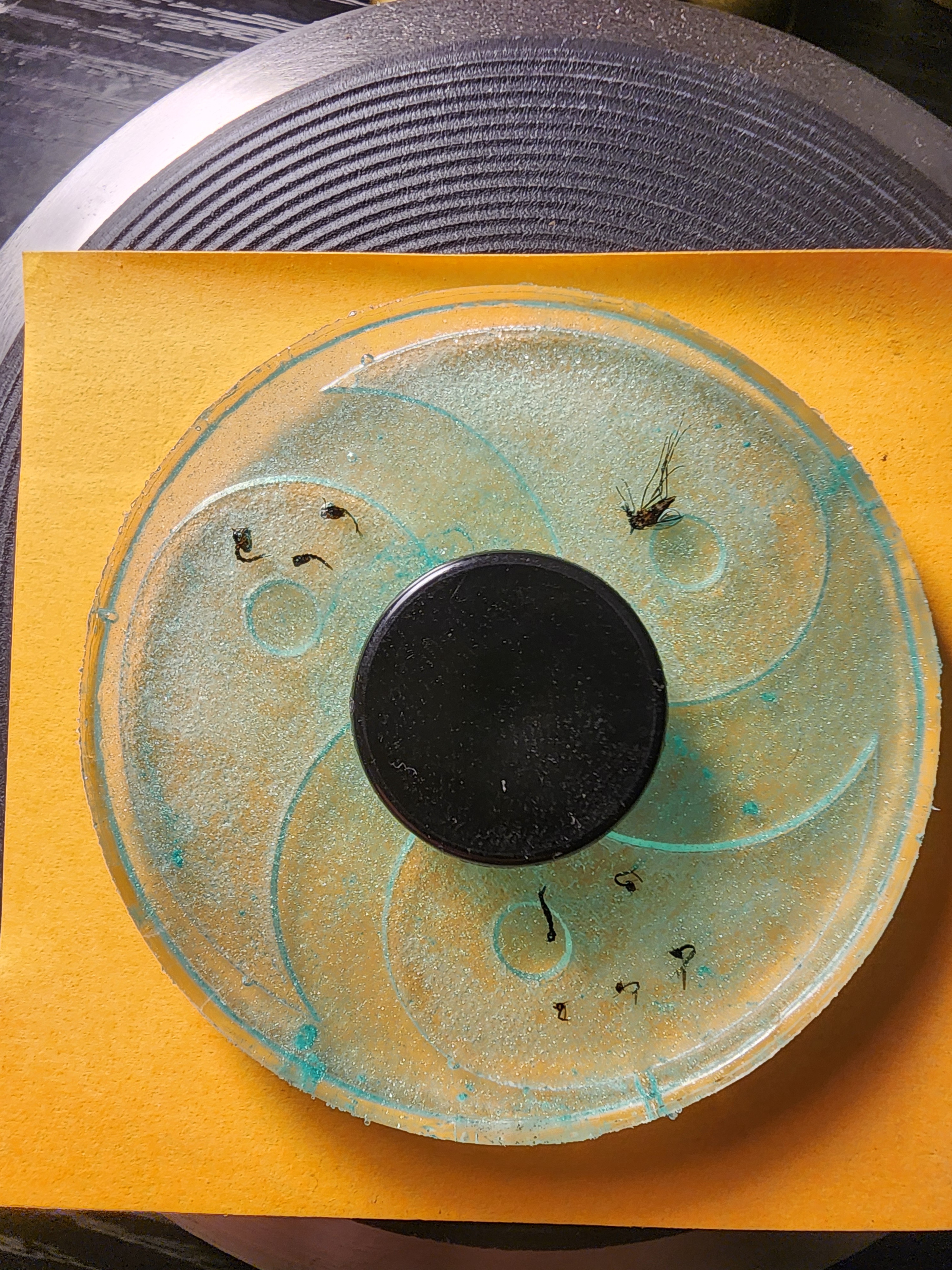 My Passion: Encasing Bugs in Resin to Create 'EntoSoap'