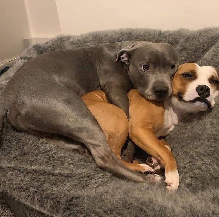 The Joy of Cuddle Buddies