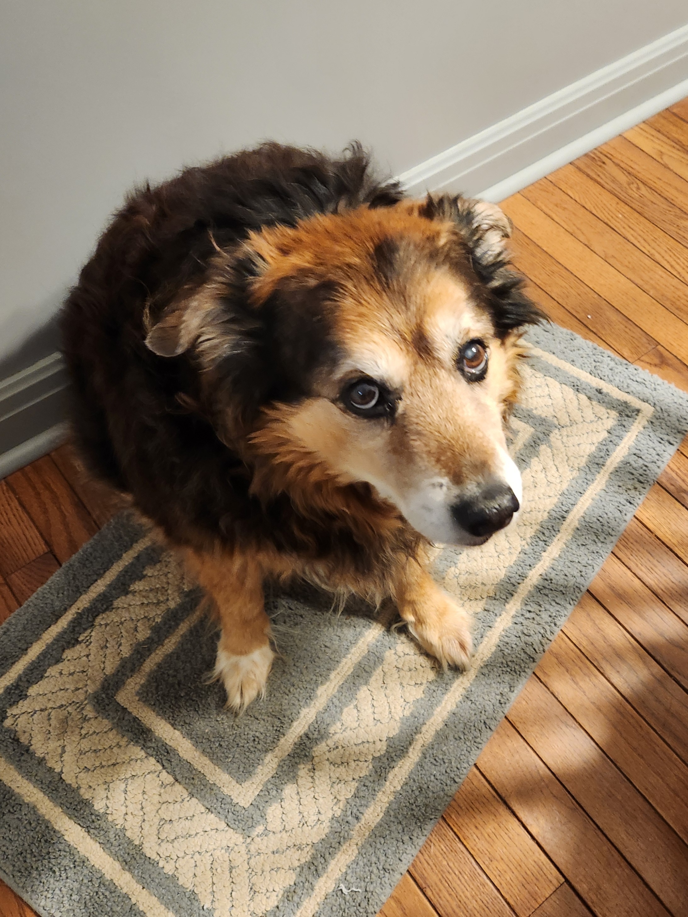 Peanut the Dog's Daily Adventures - Day 1629