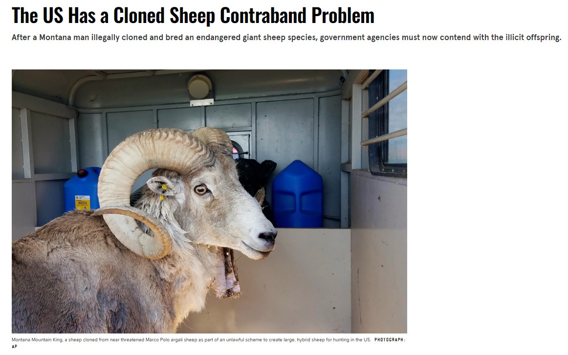 The US Faces a Surprising Issue with Cloned Sheep Smuggling