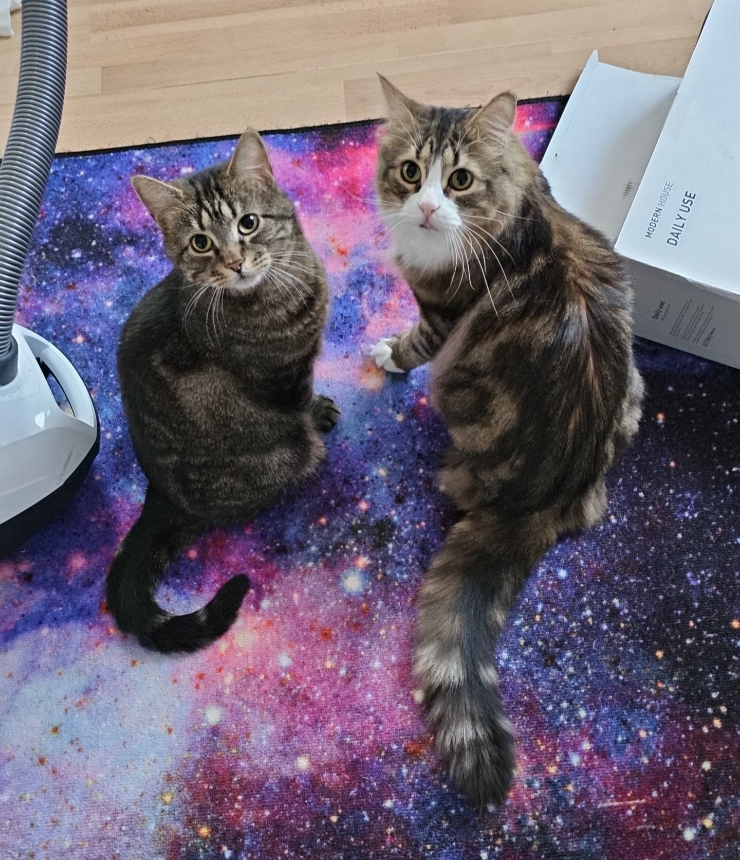 It's my cake day and Caturday! Wishing everyone a joyful day!