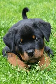 The Loyal Rottweiler: A True Companion