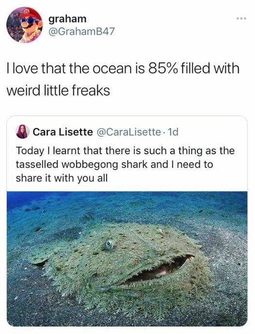 Check out the Tassled Wobbegong Shark!