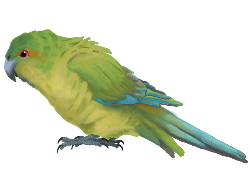 The Rare and Extinct Campbell Island Kakariki