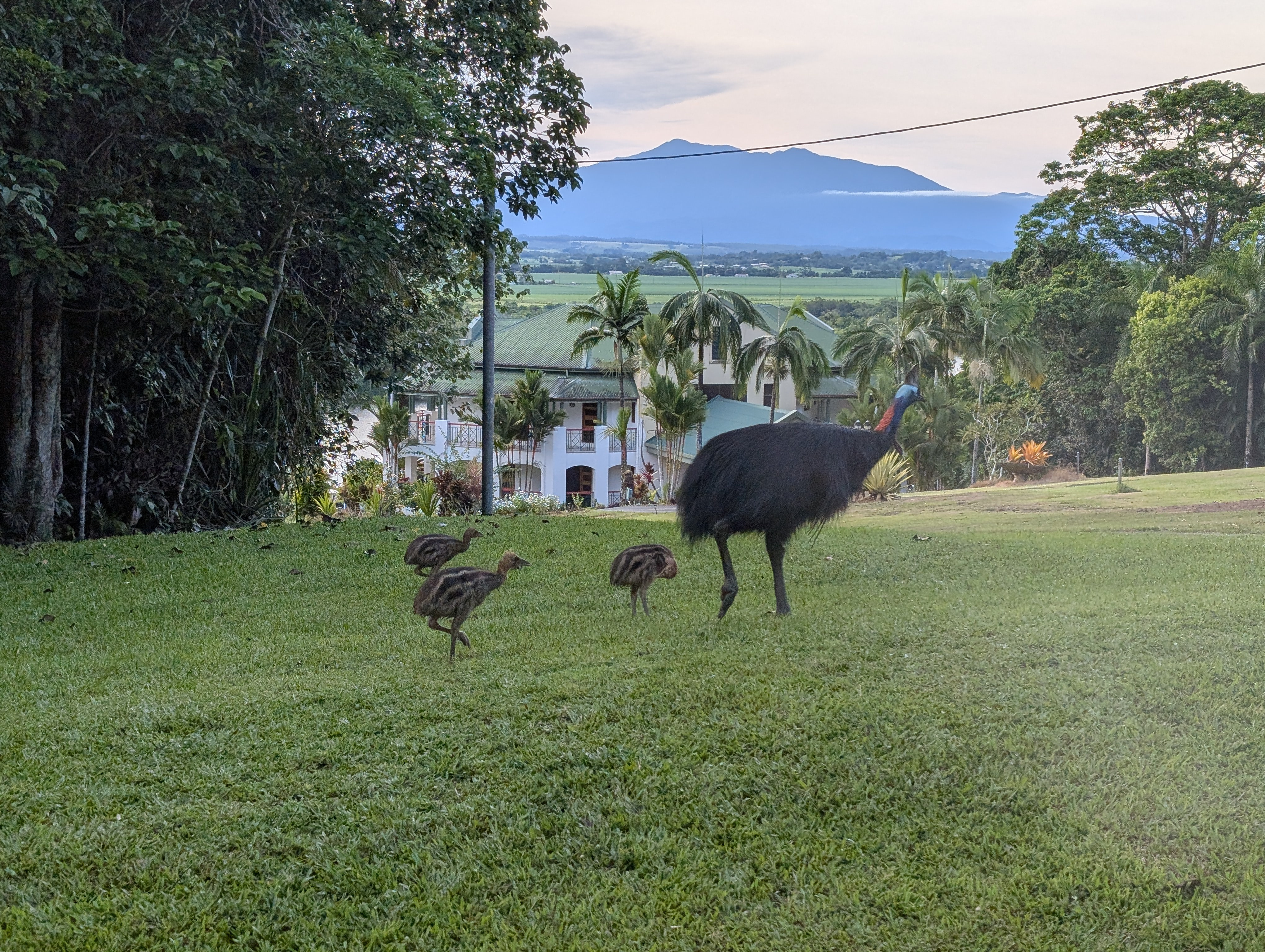 Discover the vibrant and random tropical wildlife of FNQ Australia!