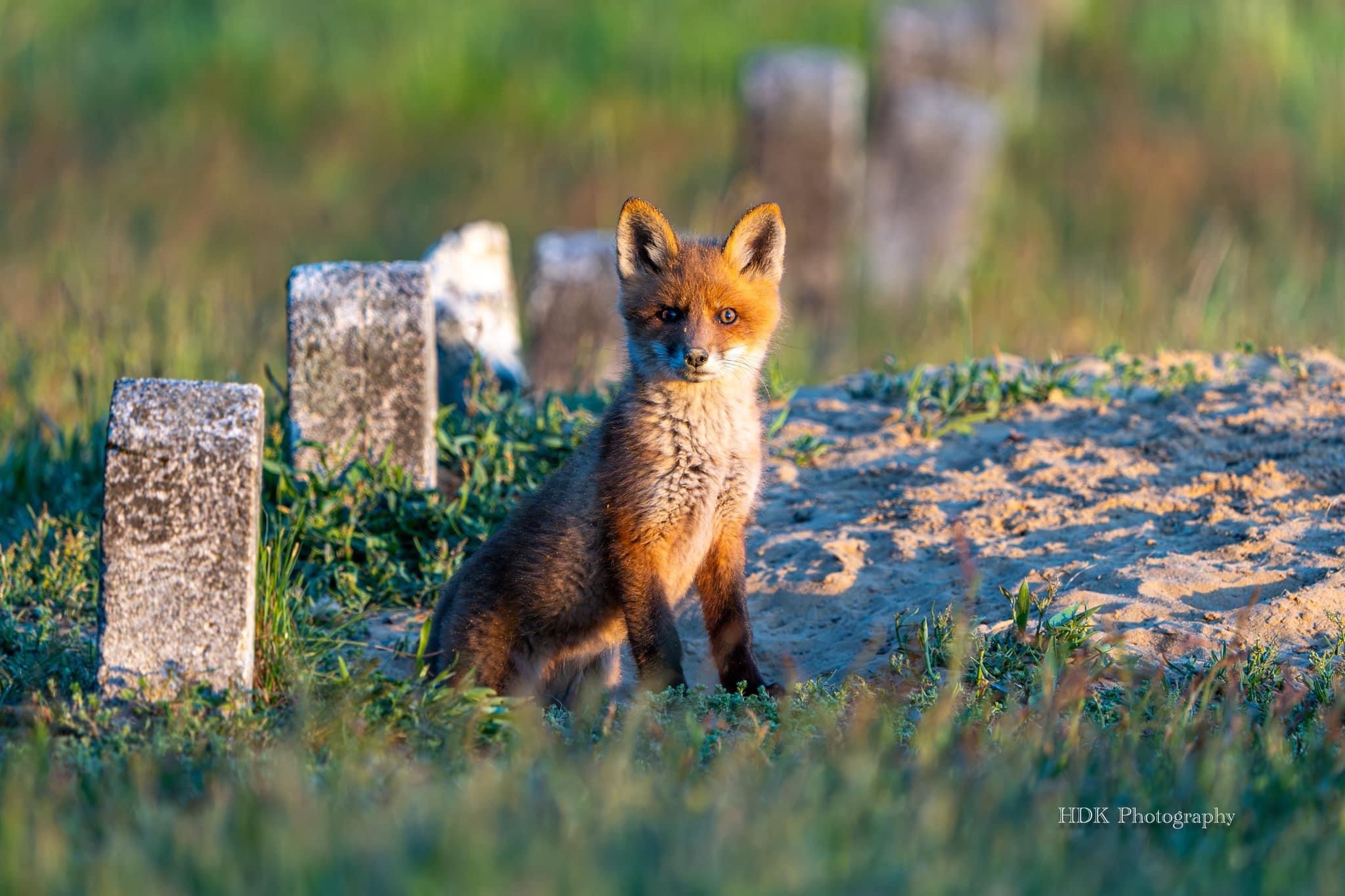 Adorable fox kit making its debut