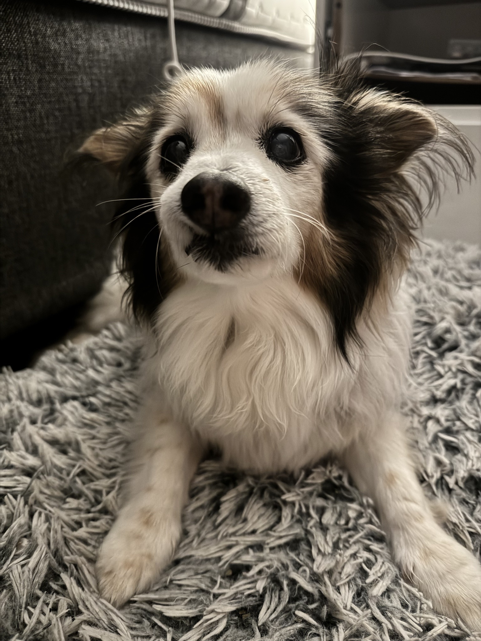 Daily Dose of Cuteness: Meet My Dog Panko Every Single Day