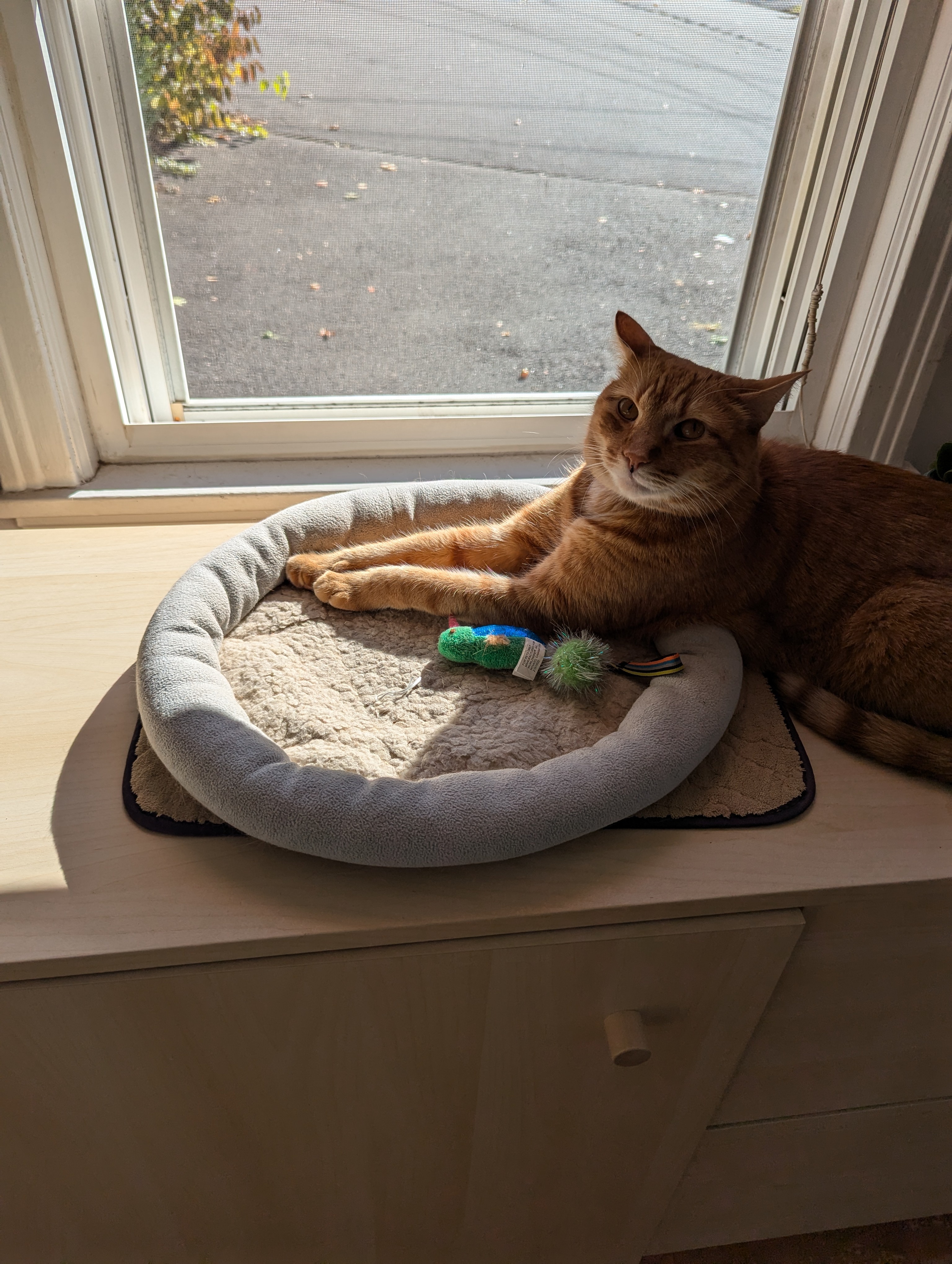 You Can't Just Lie in the Sunbeam, You Know!