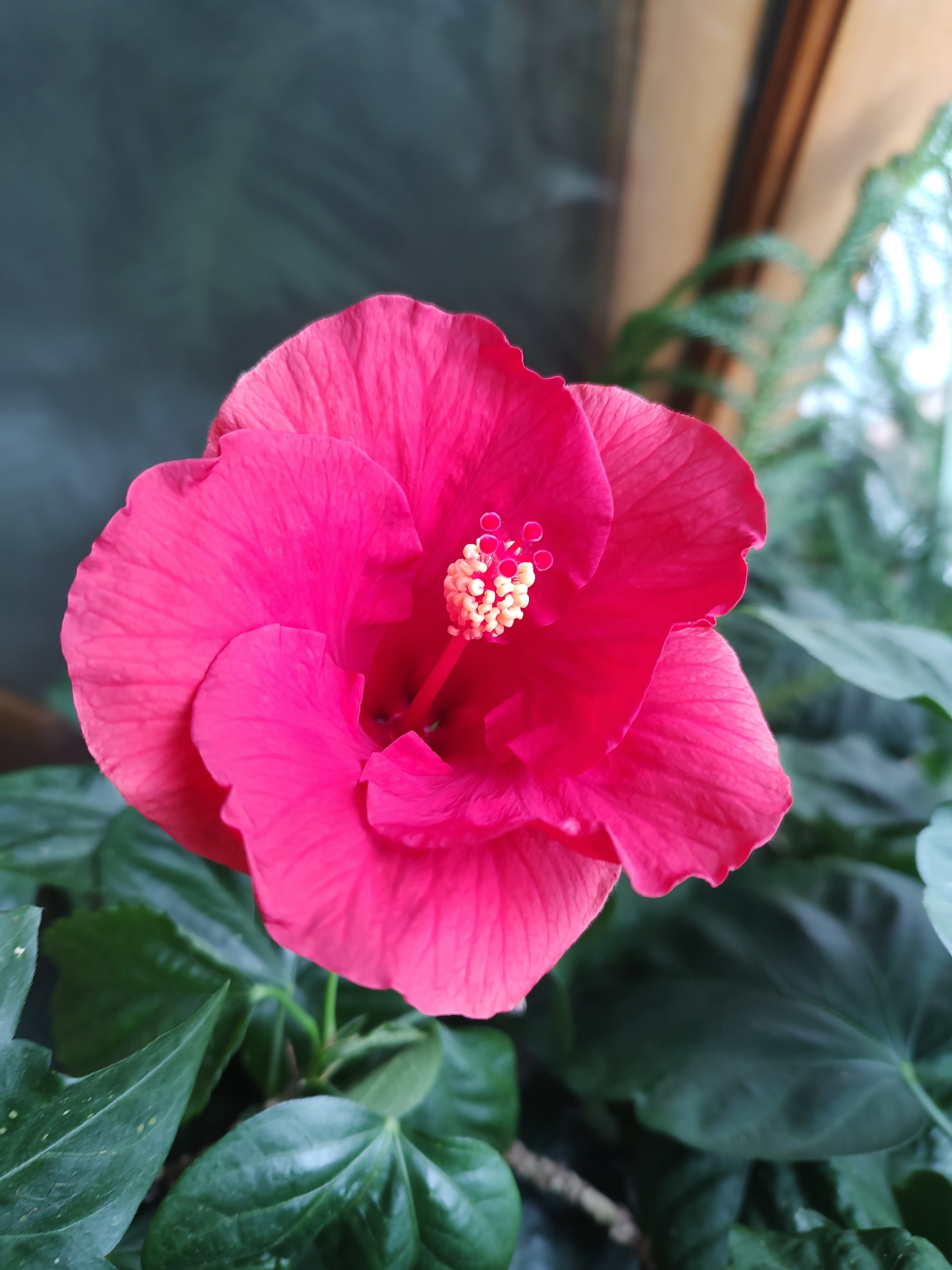 Check out today's stunning hibiscus bloom - just opened!
