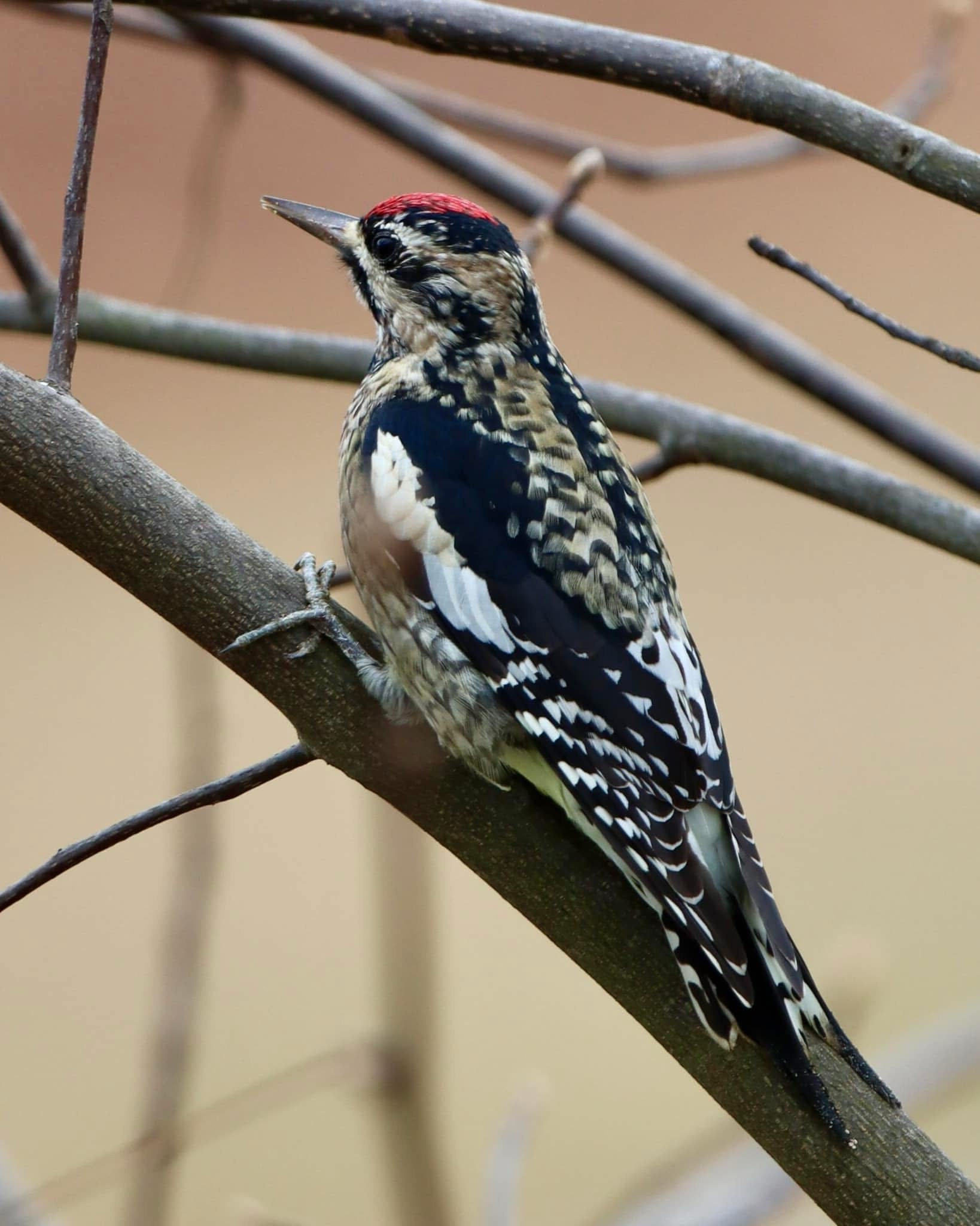 The Majestic Bird