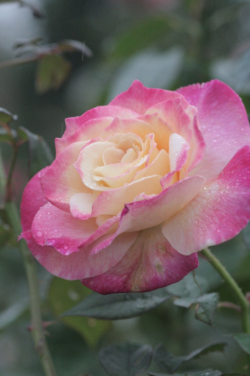 A Glimpse into the November 2013 Keisei Rose Garden