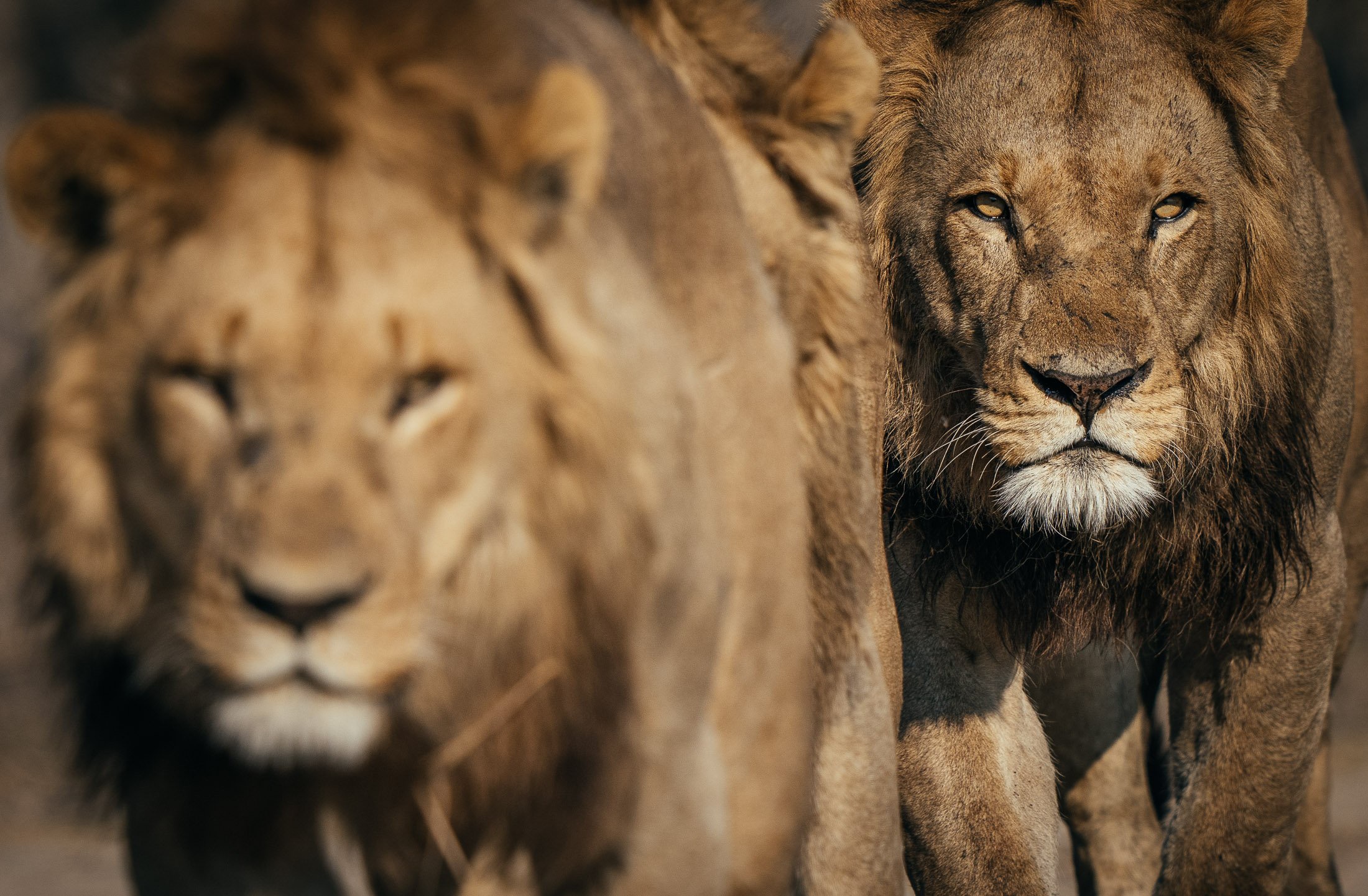 The Majestic Lion Hunters of Botswana