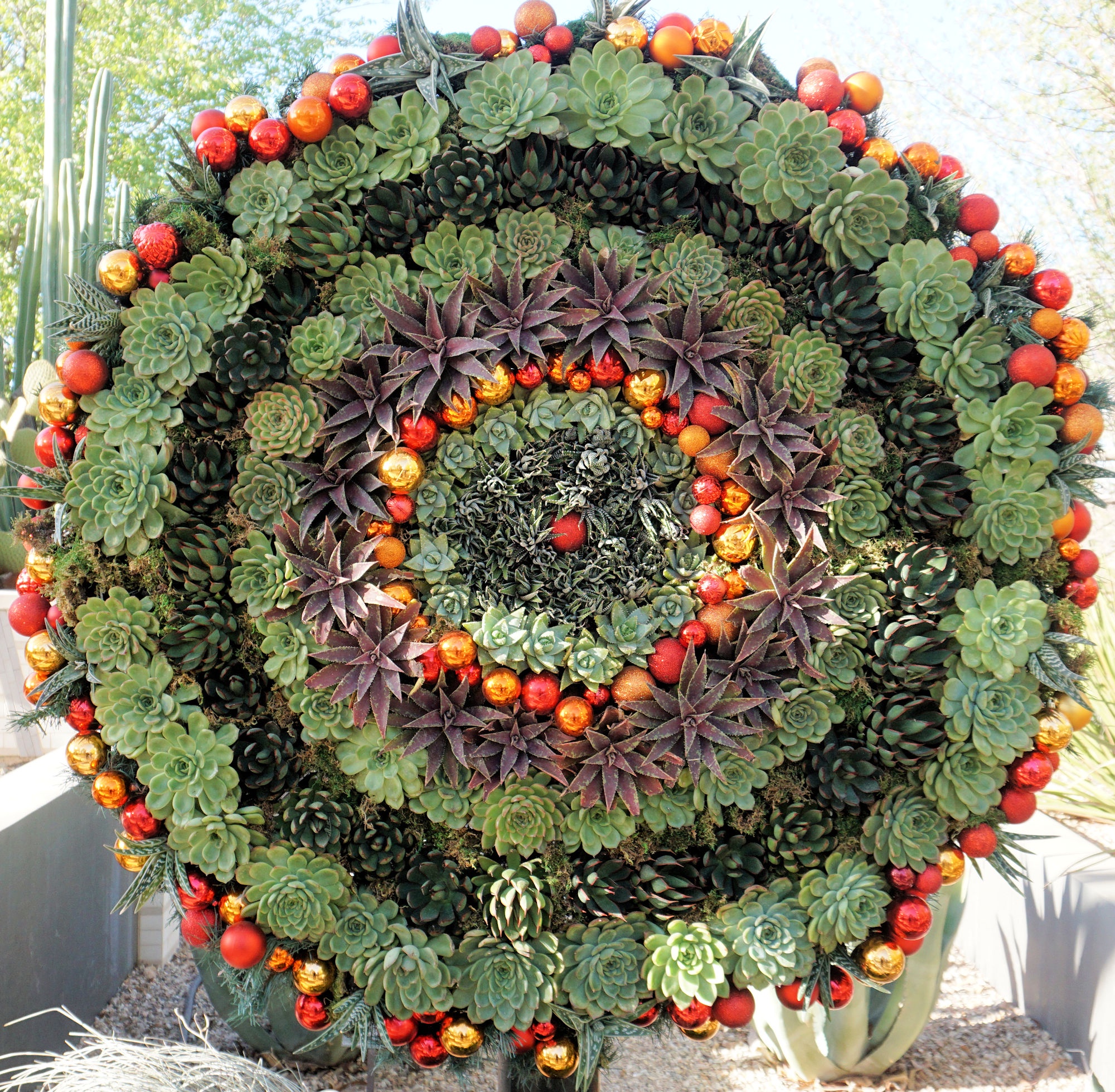 Exploring the Wonders of Desert Botanical Gardens
