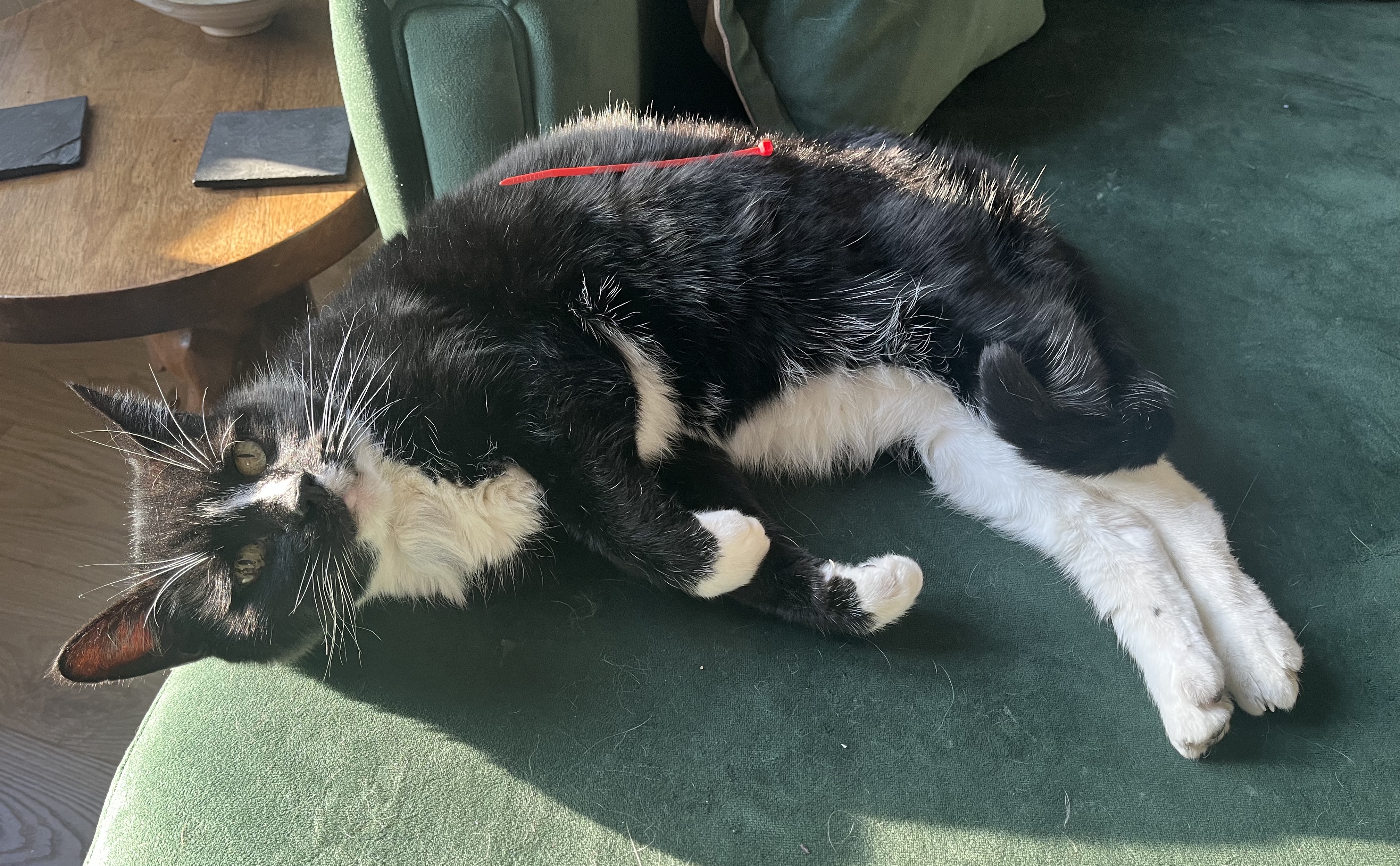 Bollo... Tamed by a Zip-Tie