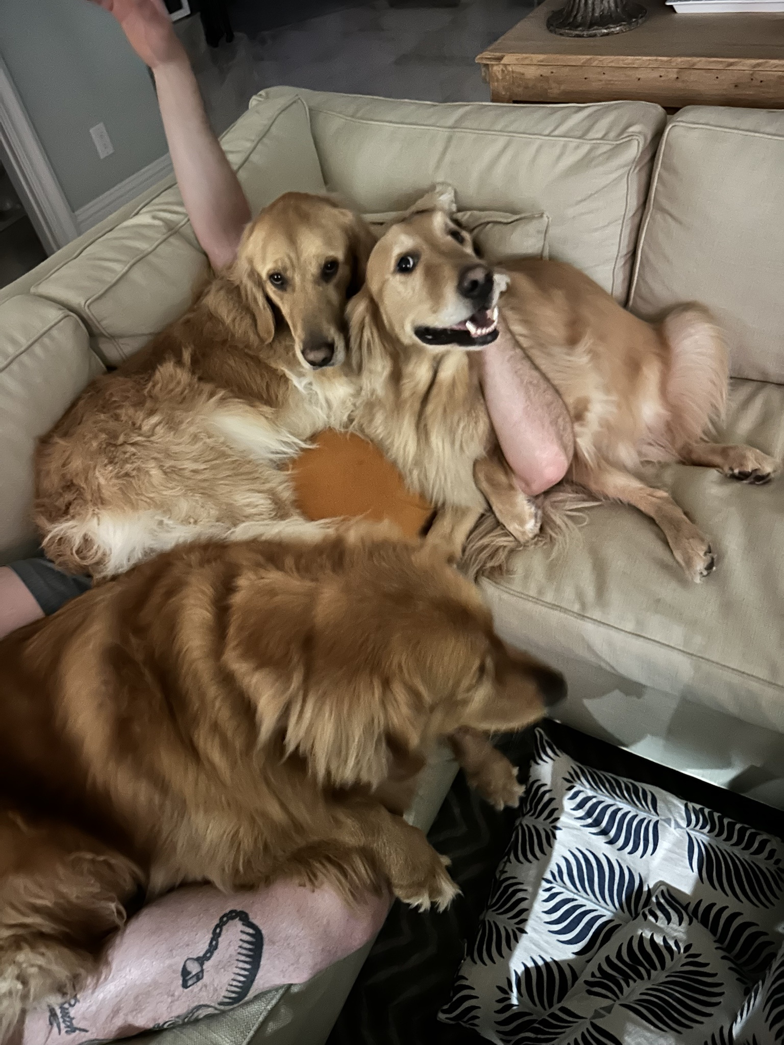 What Could Be Better Than Two Golden Retrievers? How About Three?